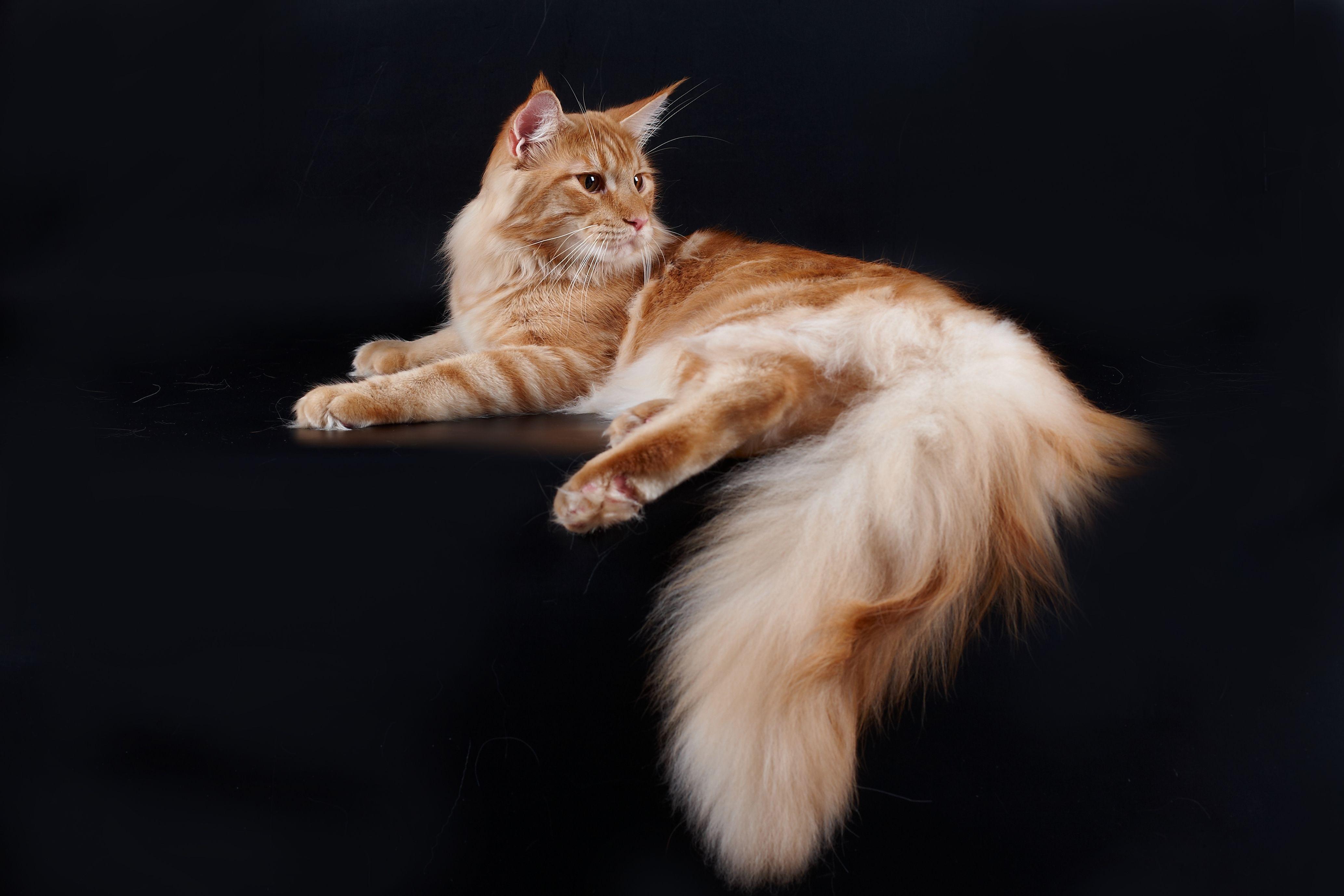 4134x2756 Big cat Maine Coon poses on a black background Desktop wallpaper 4134x2756