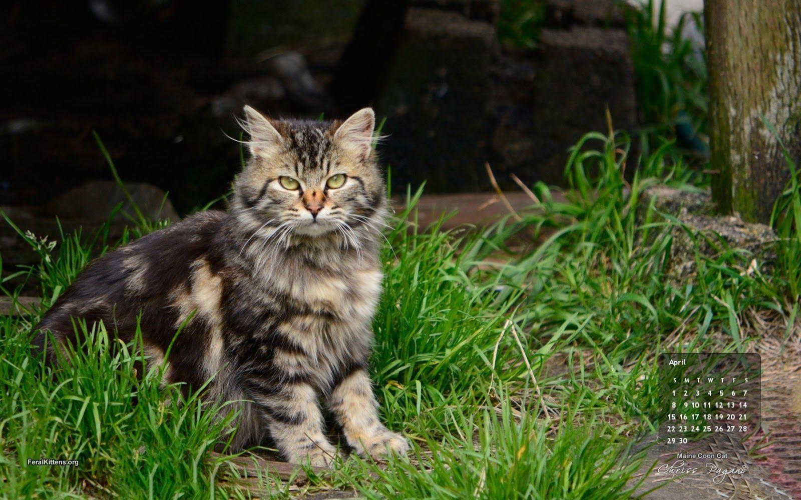 1600x1000 April Cat of the Month #Wallpaper, Maine Coon