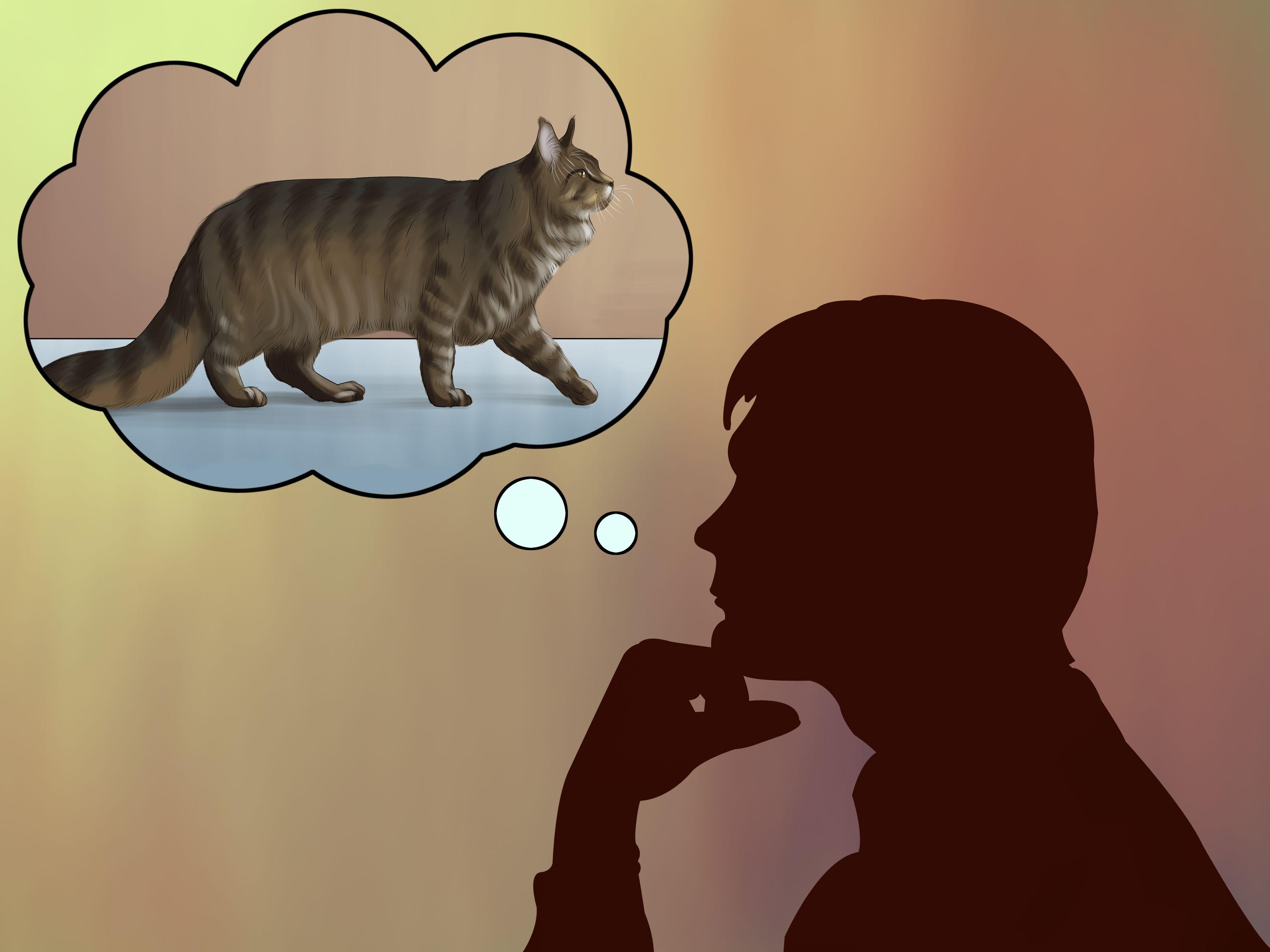 3200x2400 Ways to Identify a Maine Coon