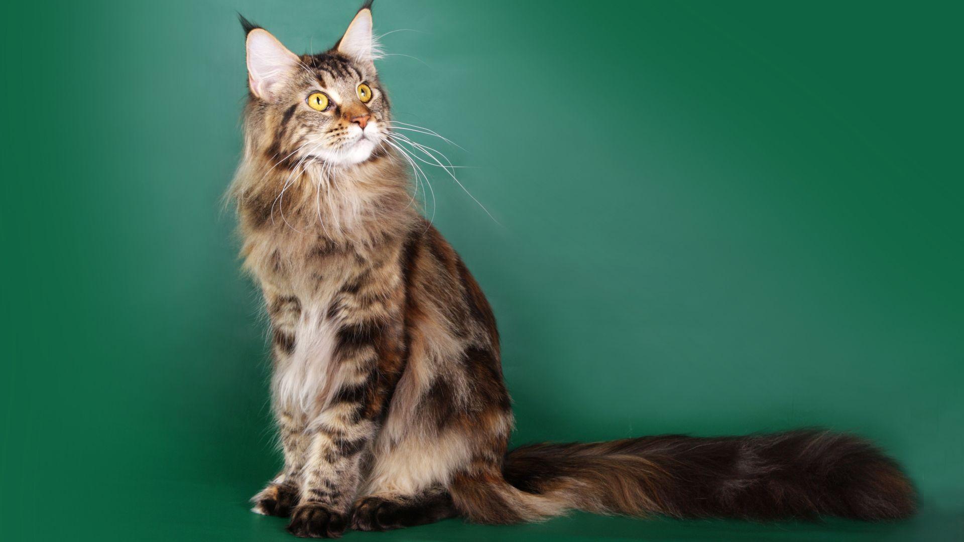 1920x1080 Maine Coon Wallpaper