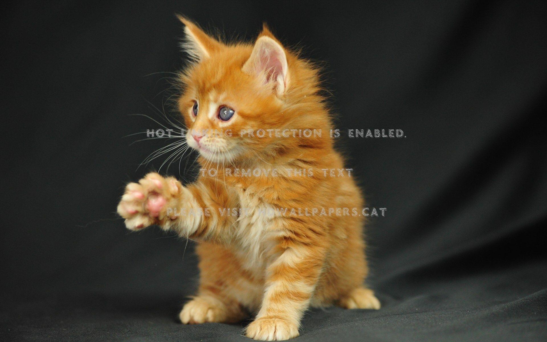 1920x1200 sweet maine coon cat kitty animals