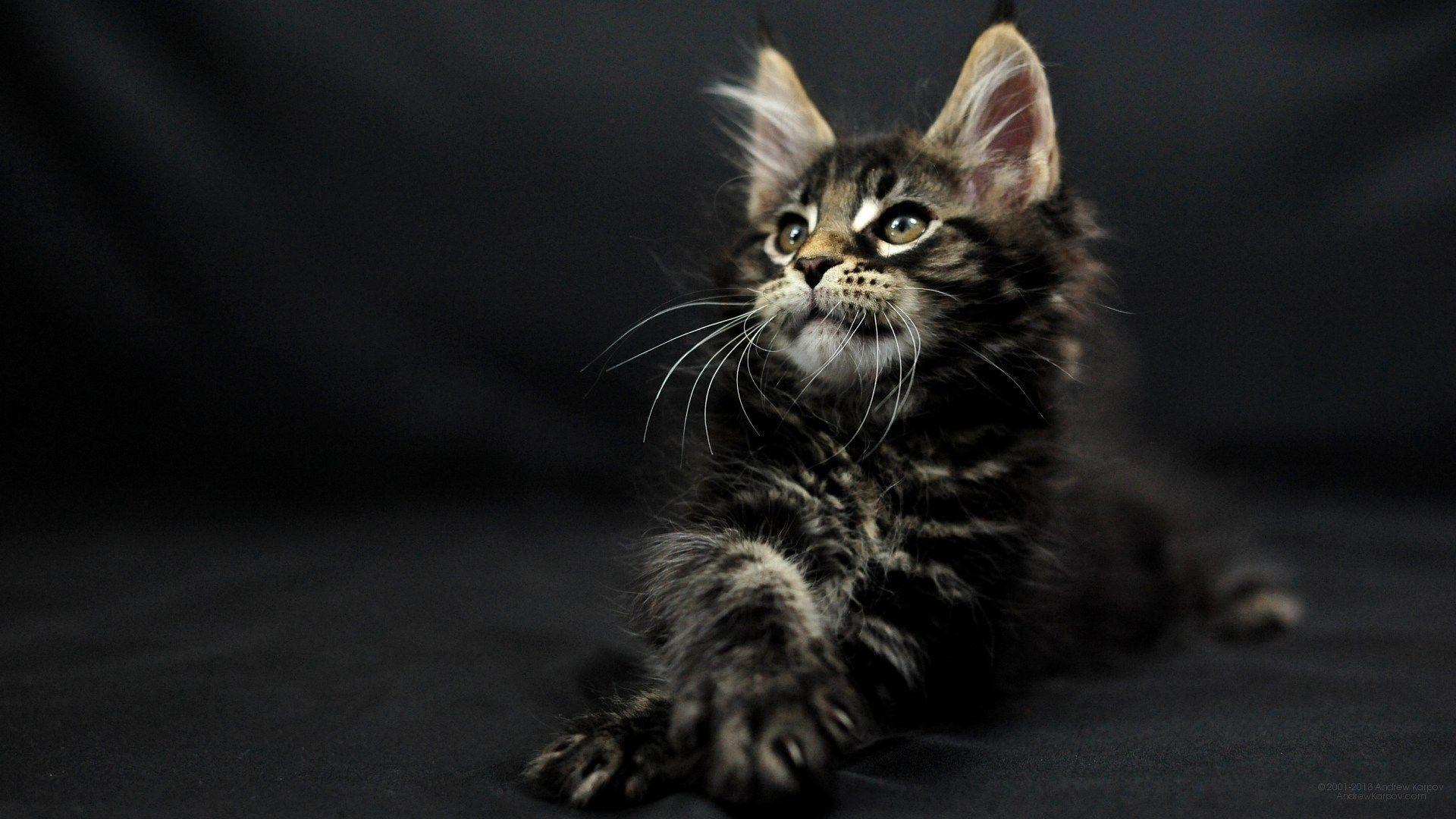 1920x1080 maine coon cats