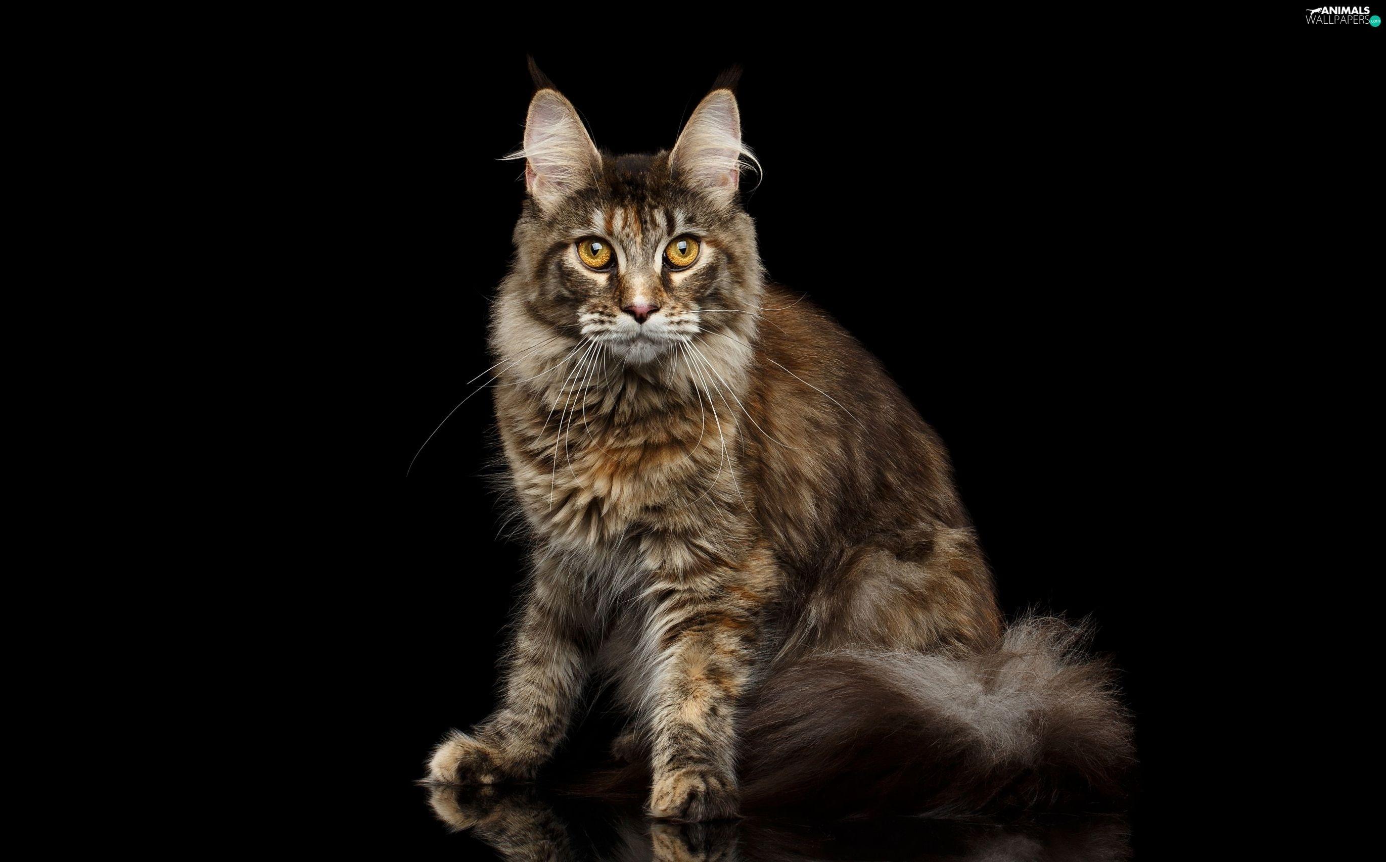 2742x1706 black background, cat, Maine Coon wallpaper: 2742x1706