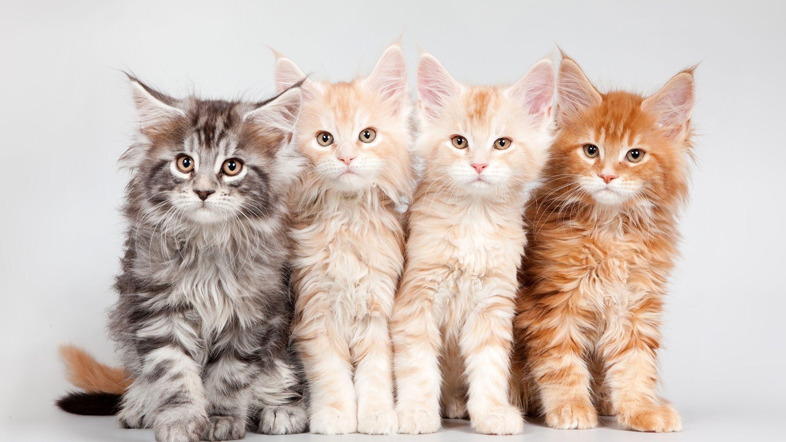 2560x1440 Photo Kittens Maine Coon Cats Fluffy Ginger color Animals 2560x1440