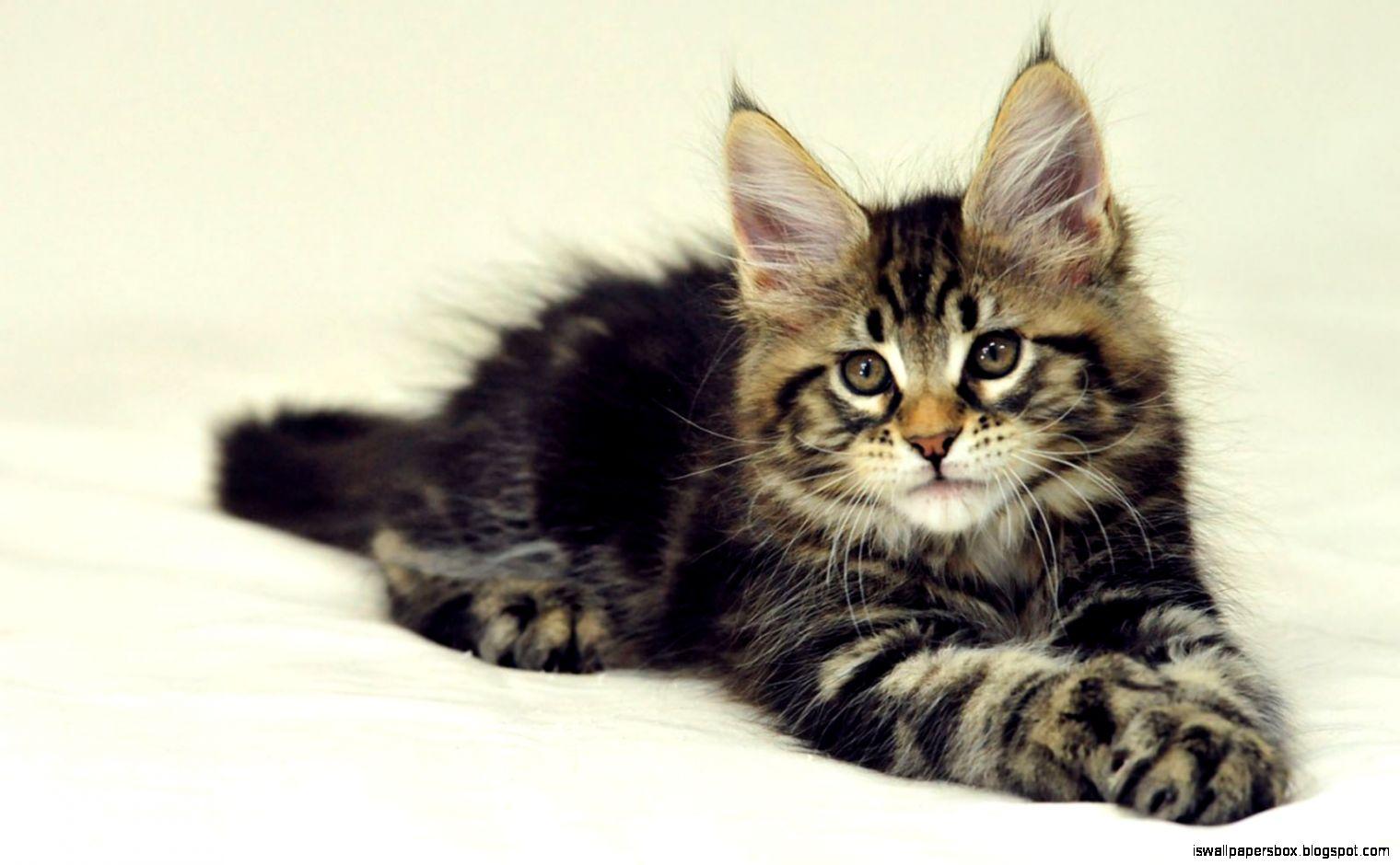 1520x940 Maine Coon Wallpaper