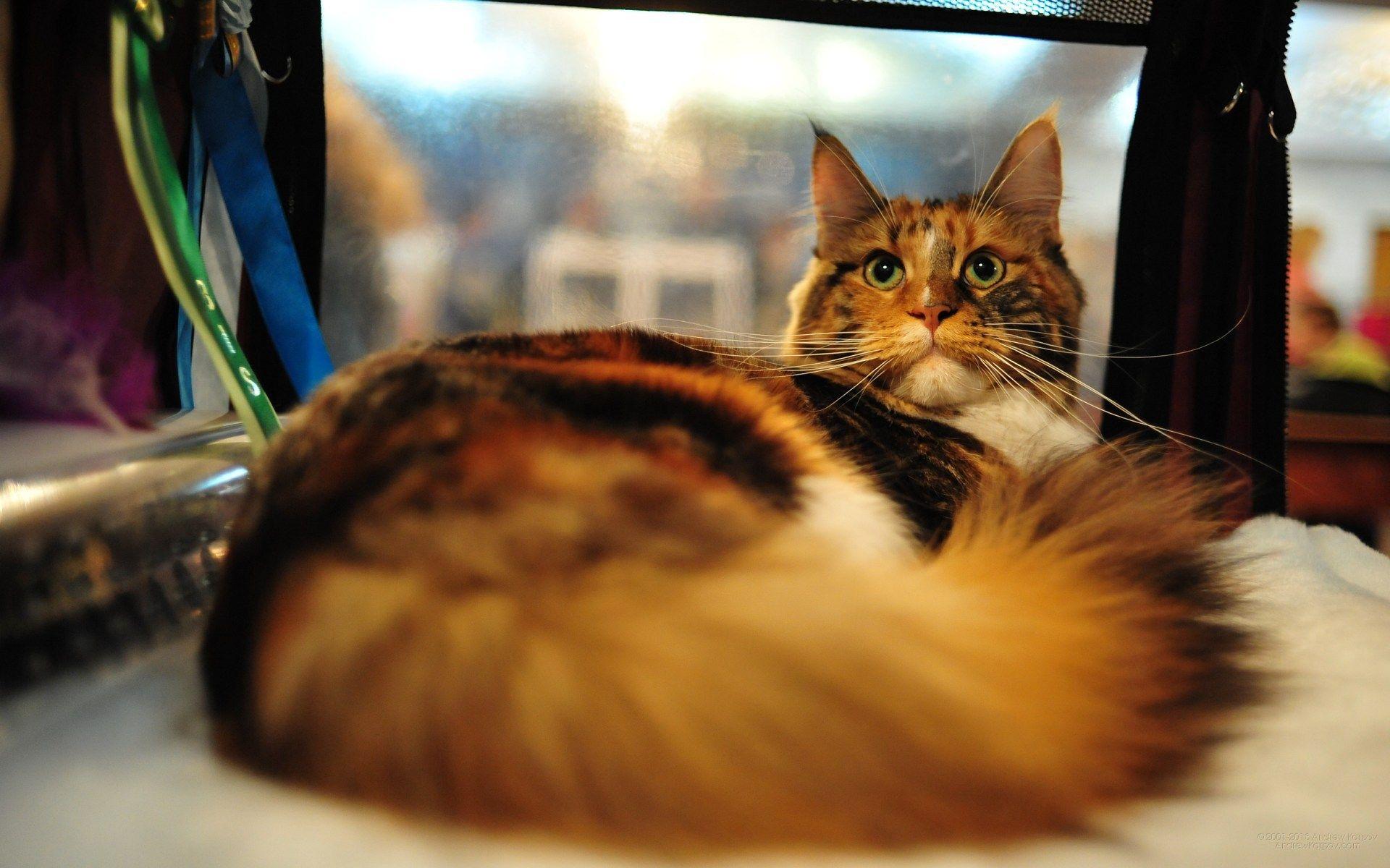 1920x1200 Maine coon cat with green eyes posing wallpaper and image, picture, photo