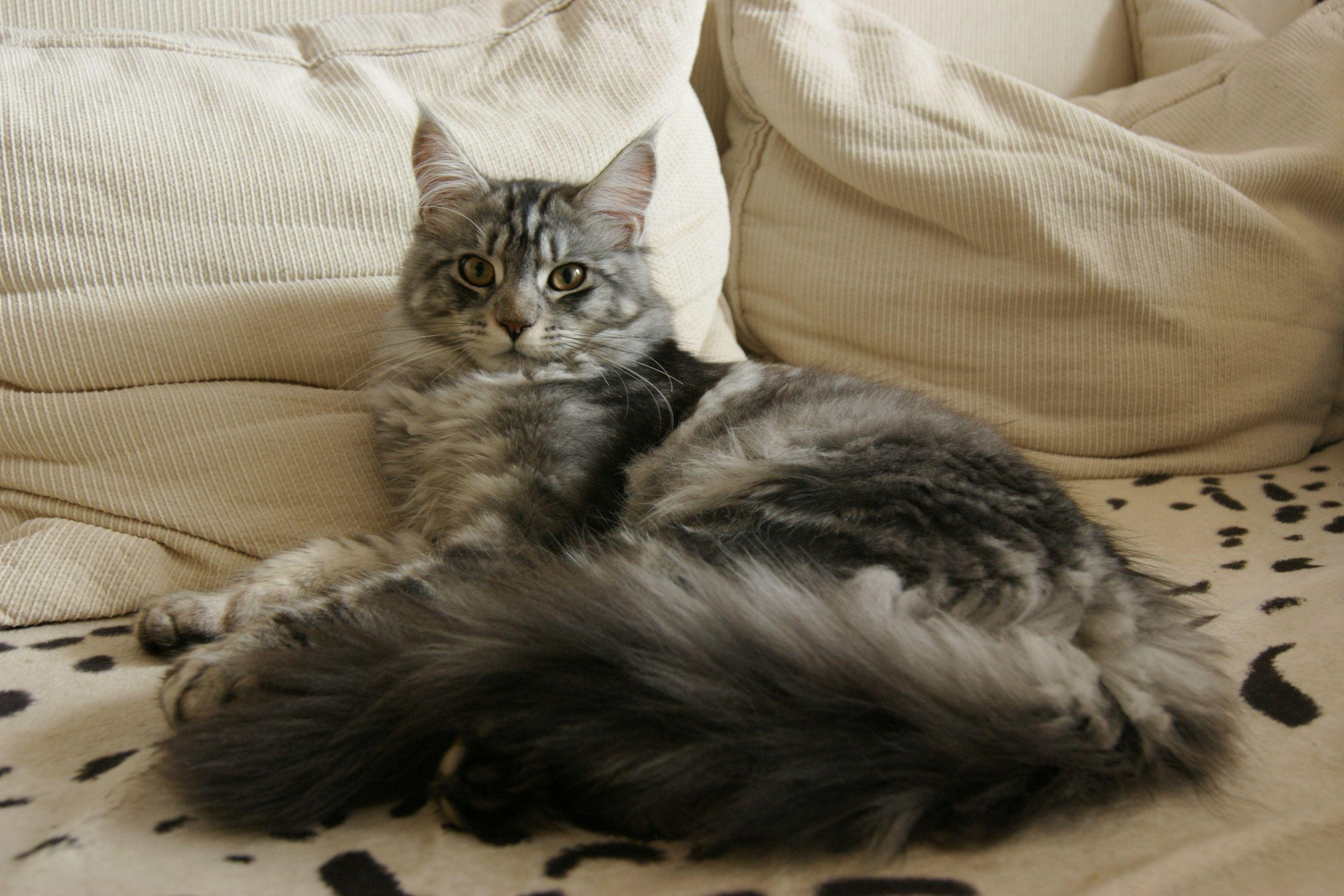 2726x1818 Cute Maine Coon photo and wallpaper. Beautiful Cute Maine Coon picture