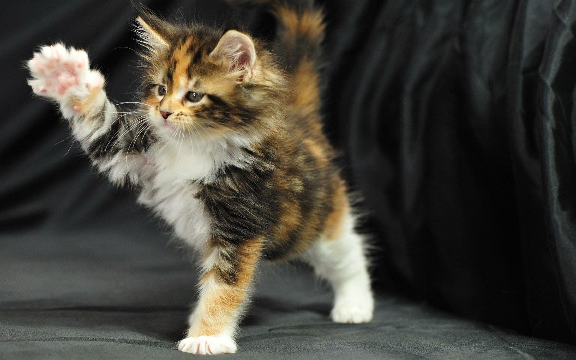 1920x1200 Title Maine Coon Kitten Animal Cat Cats Maine Cats Maine Coons HD Wallpaper