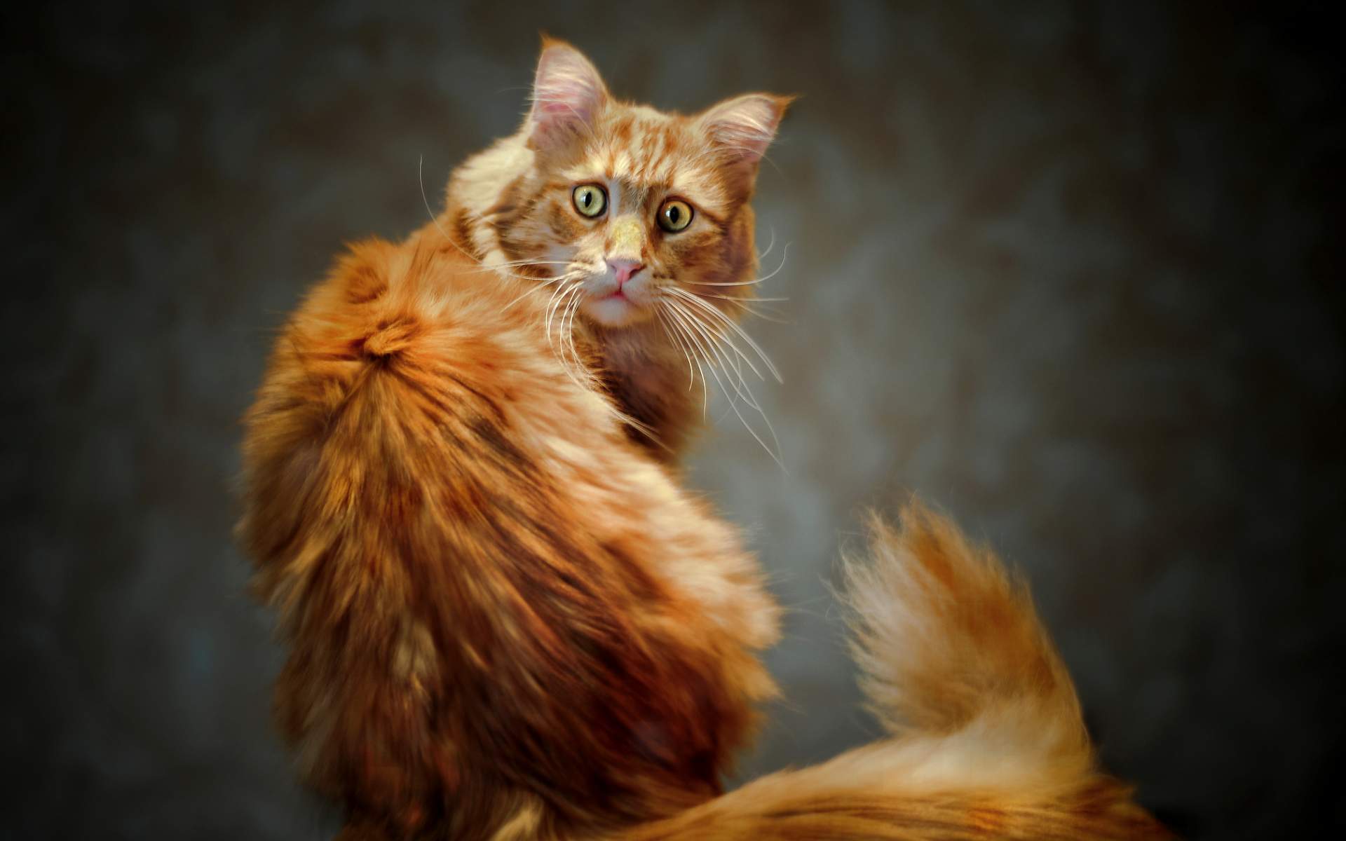 1920x1200 Download wallpaper Maine Coon Cat, ginger cat, fluffy cat, cute animals, ginger Maine Coon, Heterochromia, pets, cats, Maine Coon, domestic cats for desktop with resolution 1920x1200. High Quality HD picture wallpaper