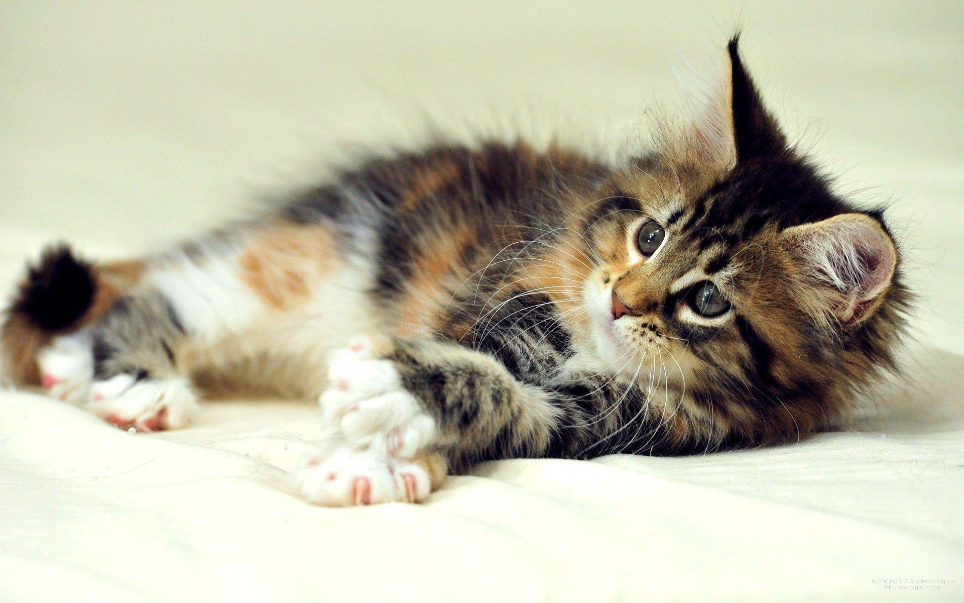 1920x1200 Maine Coon Wallpaper. Maine Wallpaper, Maine Shore Wallpaper and Coastal Maine Wallpaper