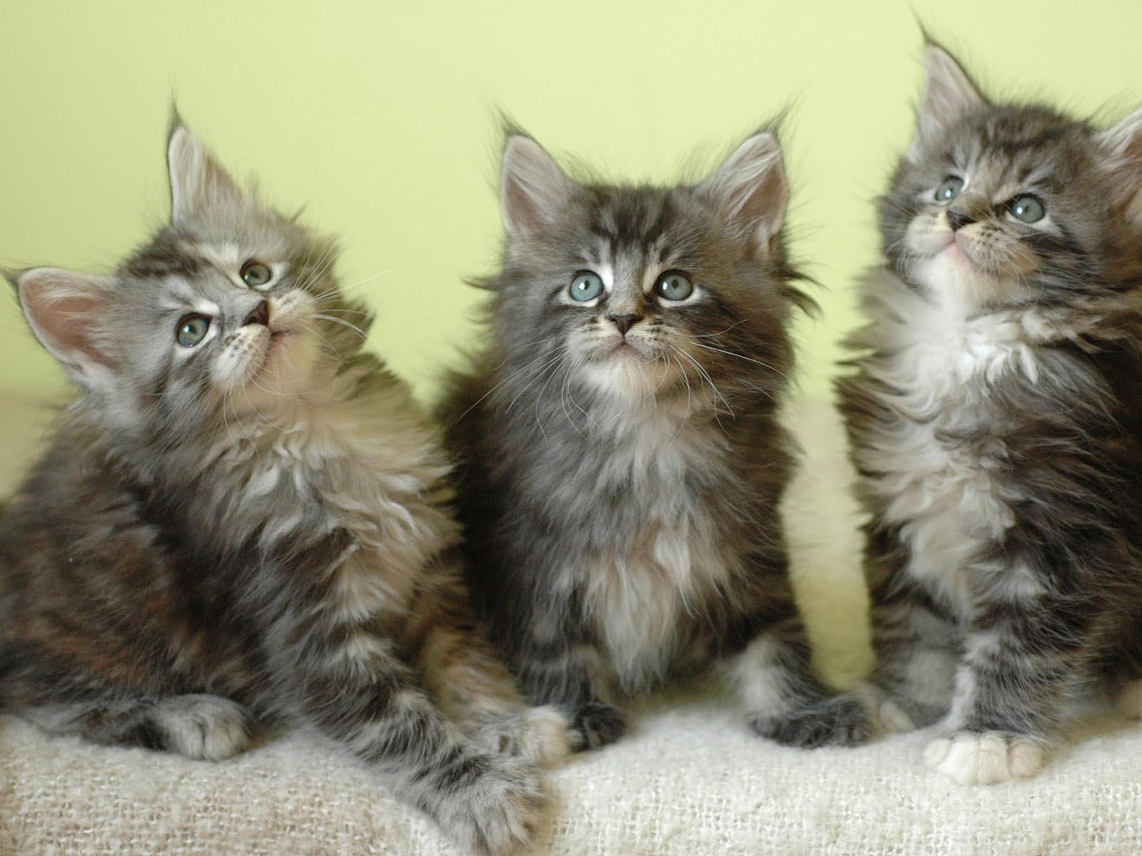 1600x1200 maine coon cats HD wallpaper cool desktop background photographs 943 - Maine Coon Cats Wallpaper