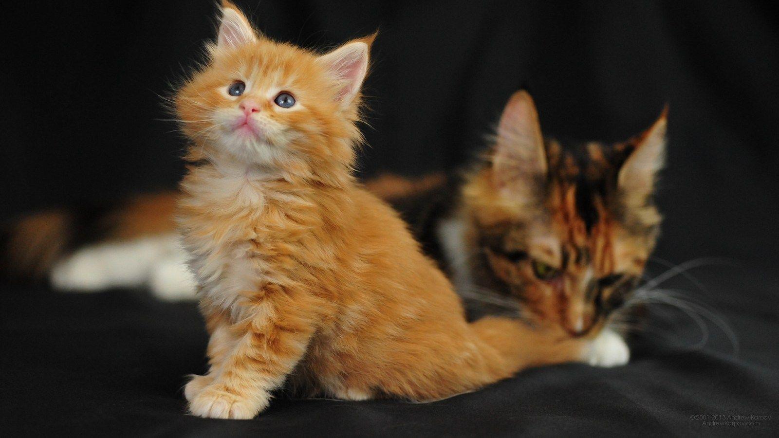 1600x900 Maine Coon cats free desktop wallpaper picture 1600 x 900 2