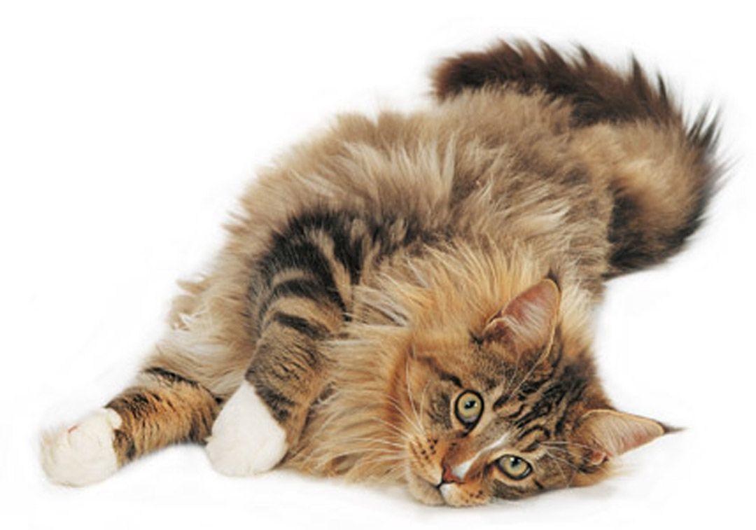 1080x757 Funny Maine Coon photo and wallpaper. Beautiful Funny Maine Coon picture