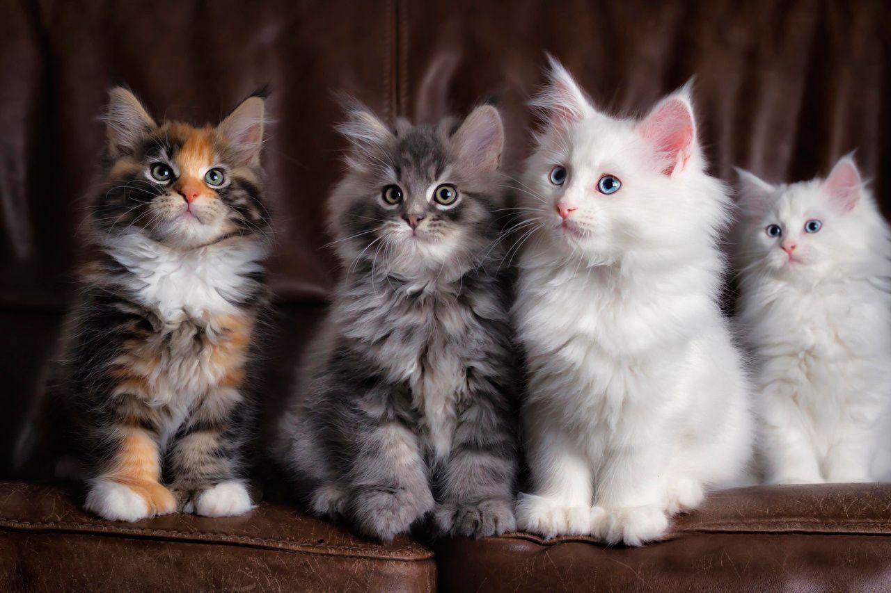 1280x853 Wallpaper kitty cat Maine Coon Cats Fluffy Animals