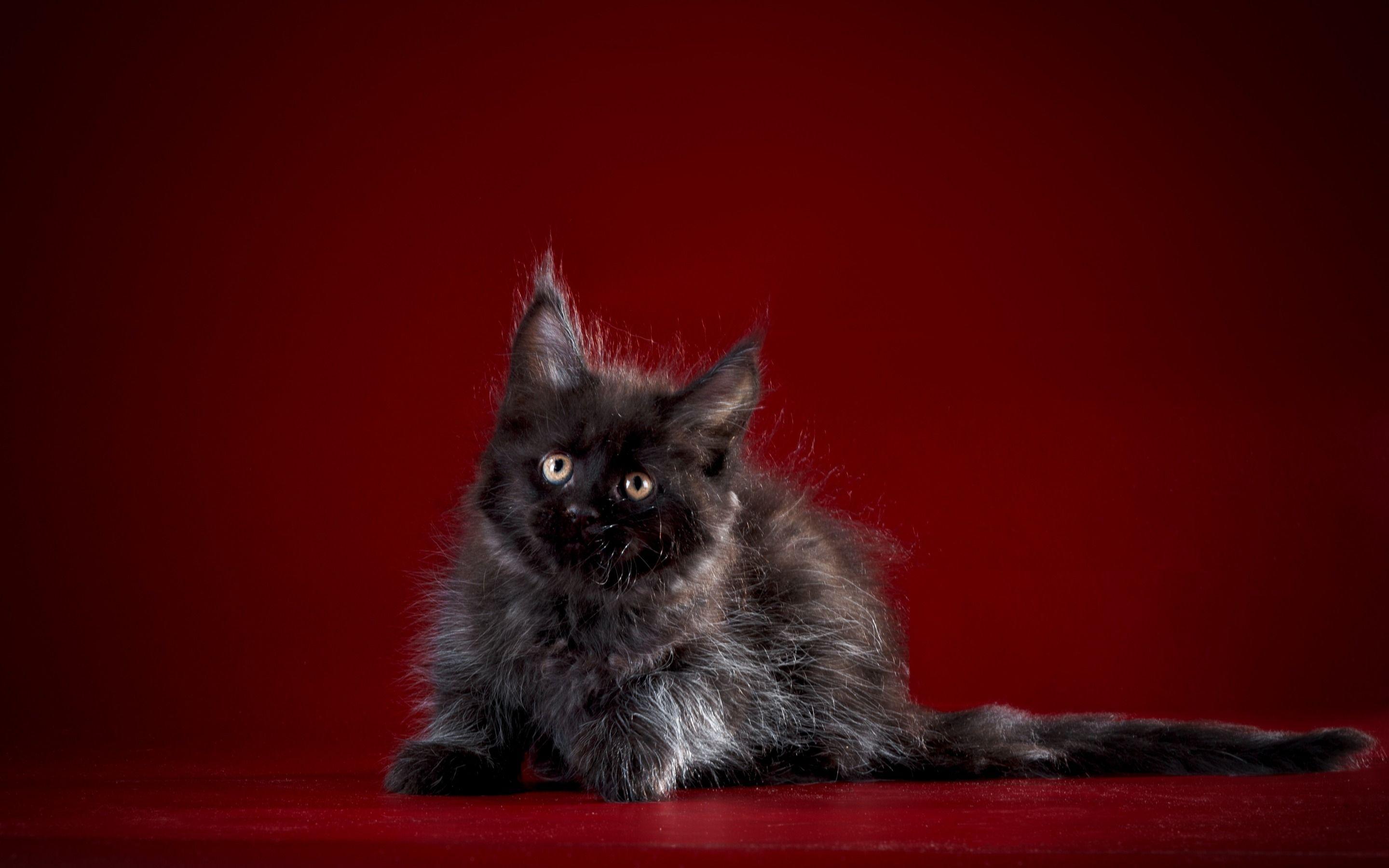 2880x1800 Download wallpaper Maine Coon, black kitten, little cat, cute animals, fluffy kitten for desktop with resolution 2880x1800. High Quality HD picture wallpaper