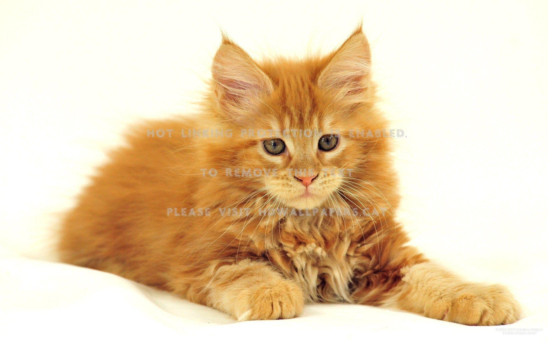 1920x1200 maine coon cat kitten animals