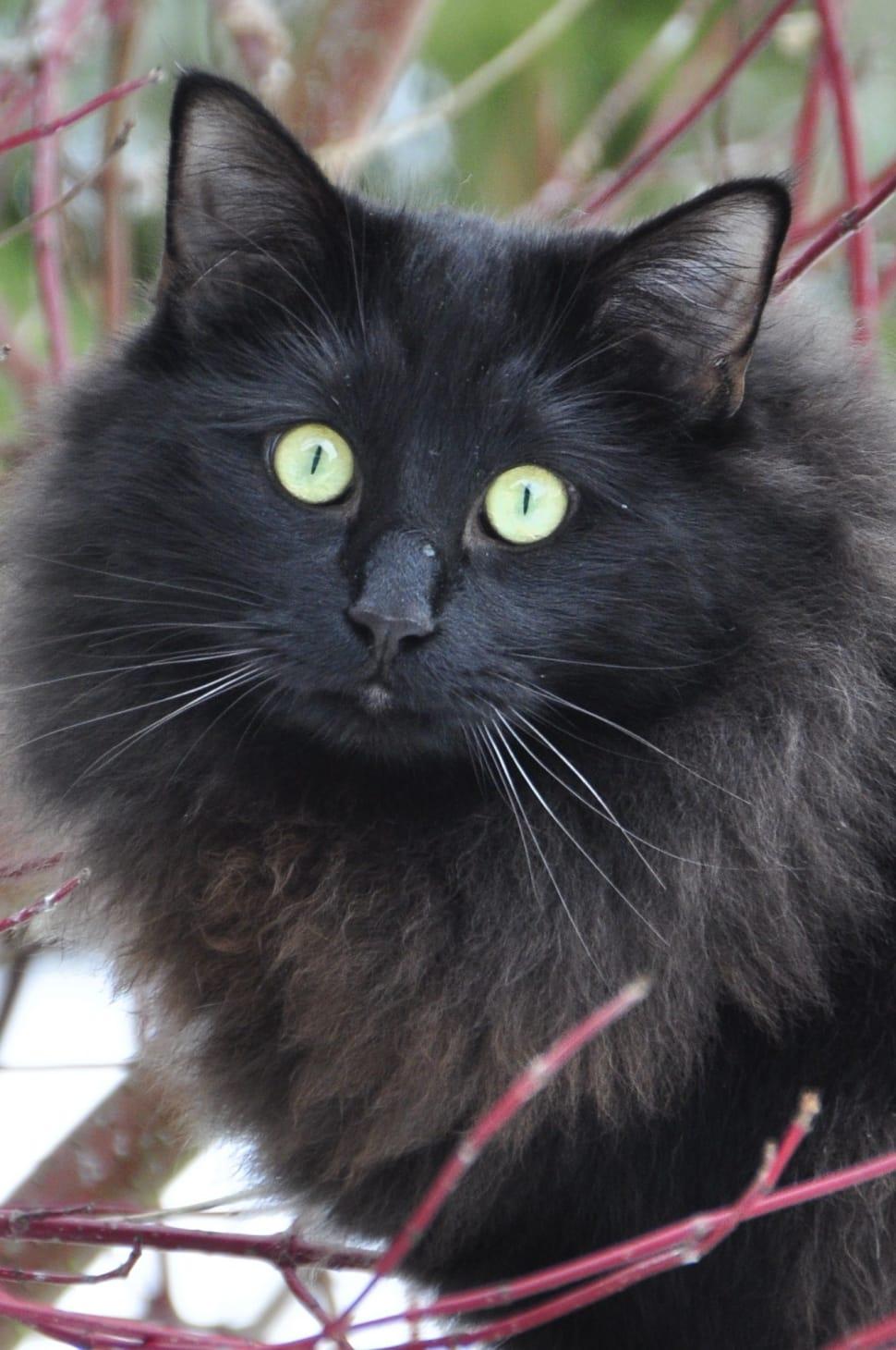970x1460 black maine coon cat free image