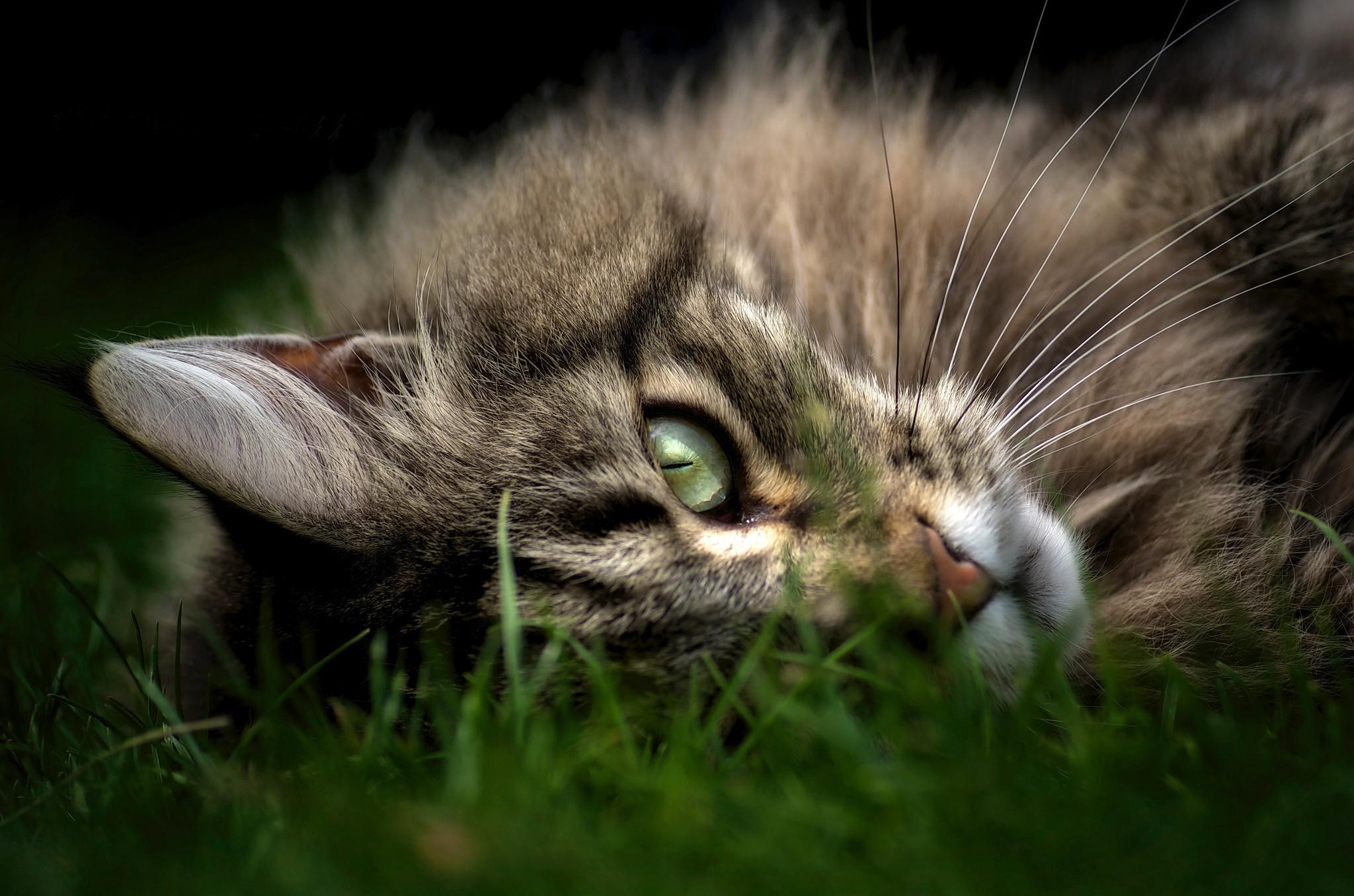 2048x1356 5YVCQC4 Maine Coon Wallpaper 2048x1356 px