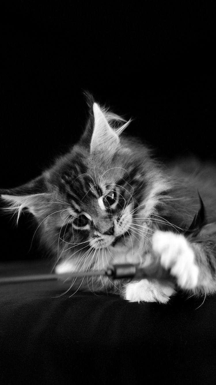 750x1334 Apple iPhone 8 cat wallpaper. Maine coon: Free photo