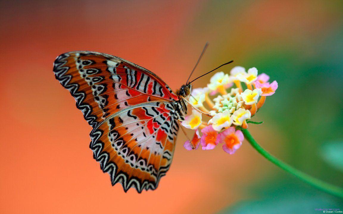 1152x720 Butterfly On Flower 1152x720 Wallpaper. Most beautiful butterfly, Butterfly on flower, Butterfly wallpaper