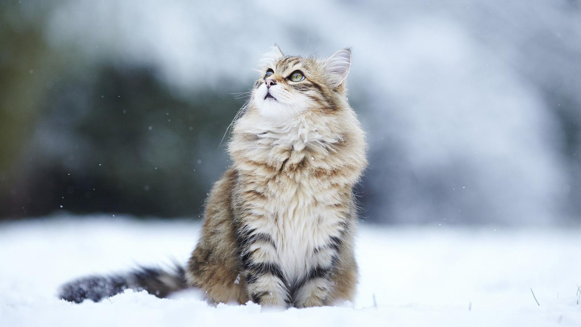 Maine Coon Cat Wallpapers - Top Free Maine Coon Cat Backgrounds ...