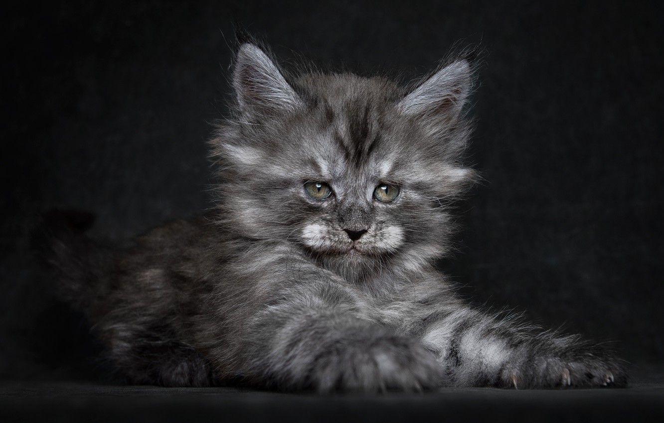 1332x850 Wallpaper look, kitty, fluffy, claws, black background, Maine Coon image for desktop, section кошки