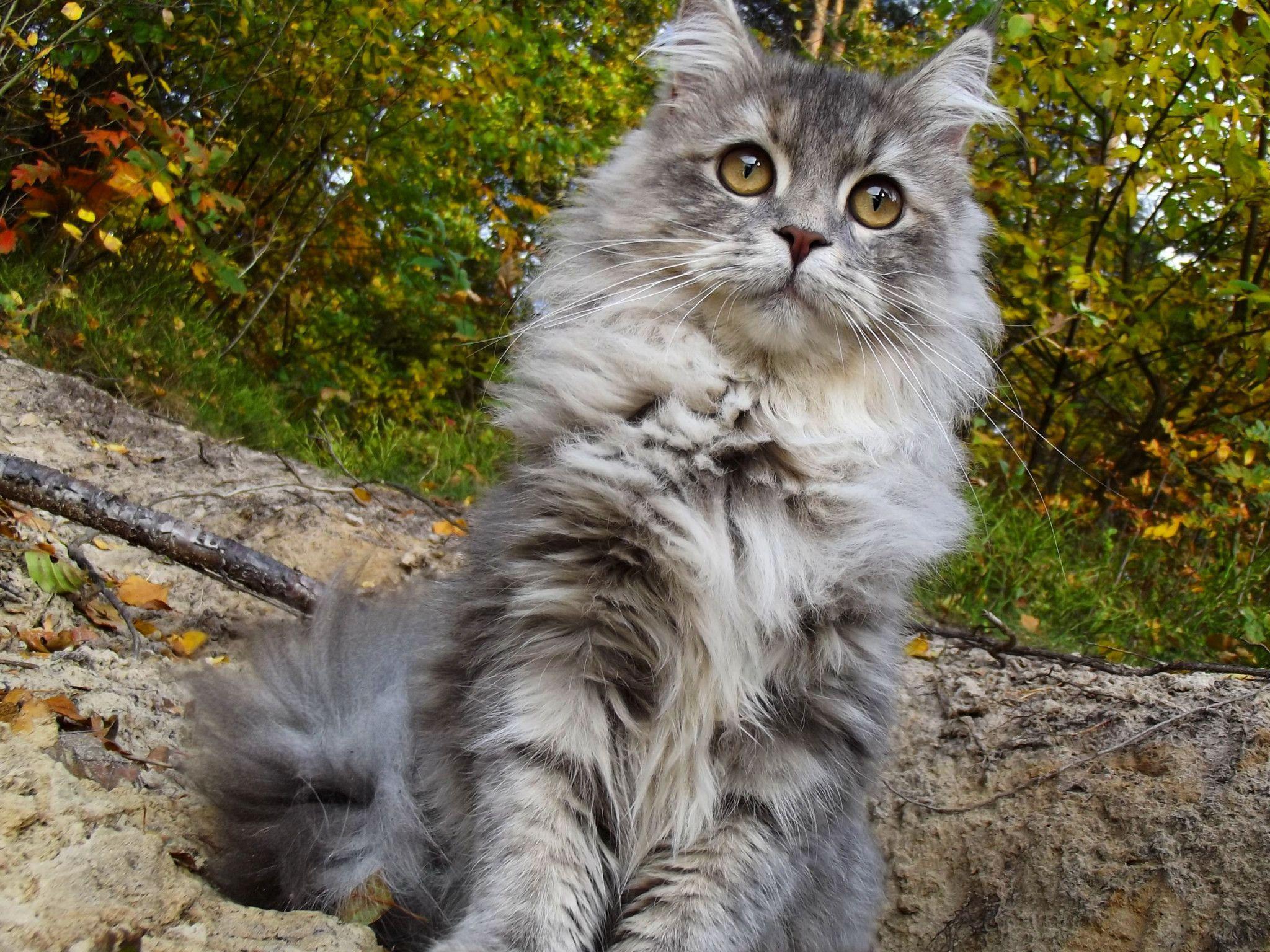 2048x1536 Cute Maine Coon Cat Wallpaper. Free HD Cat Downloads
