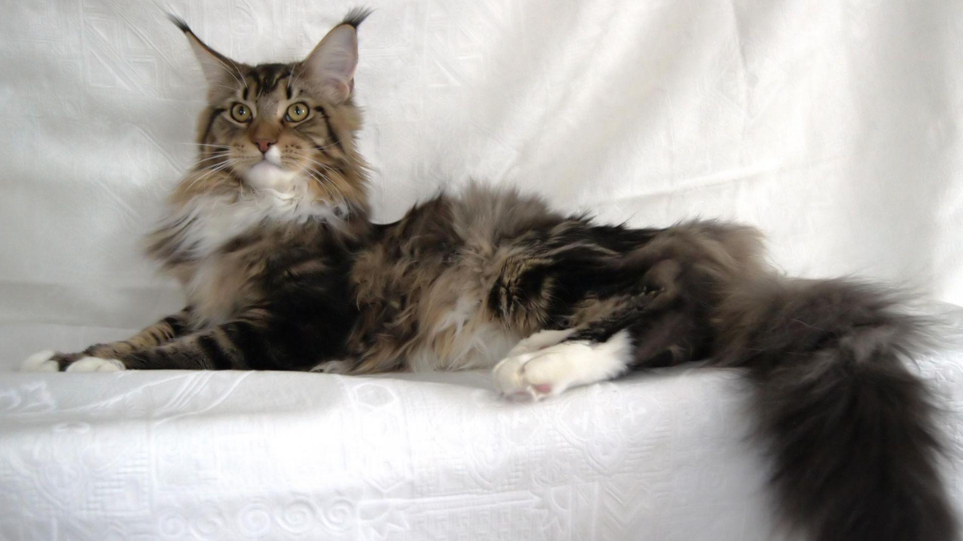 1920x1080 Free download Maine Coon cat Wallpaper THIS Wallpaper [2560x1600] for your Desktop, Mobile & Tablet. Explore Maine Coon Wallpaper. Maine Wallpaper for Computer, Maine HD Wallpaper, Free Maine Wallpaper