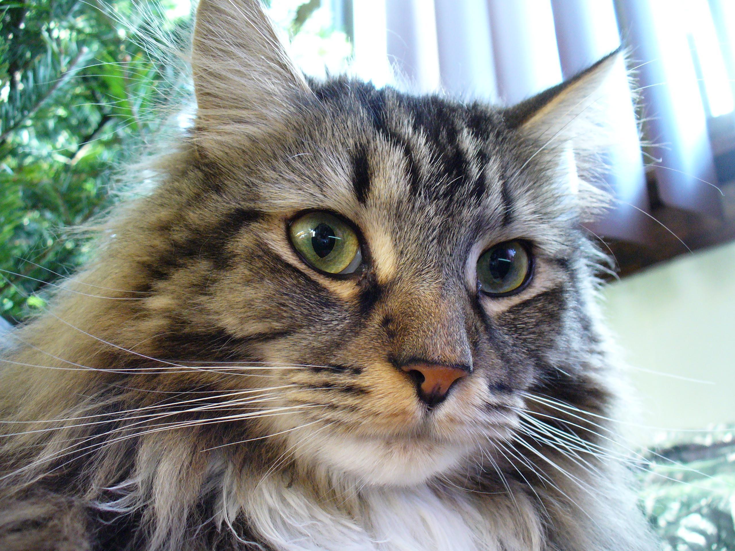 2560x1920 Maine Coon Cats Wallpaper for Android