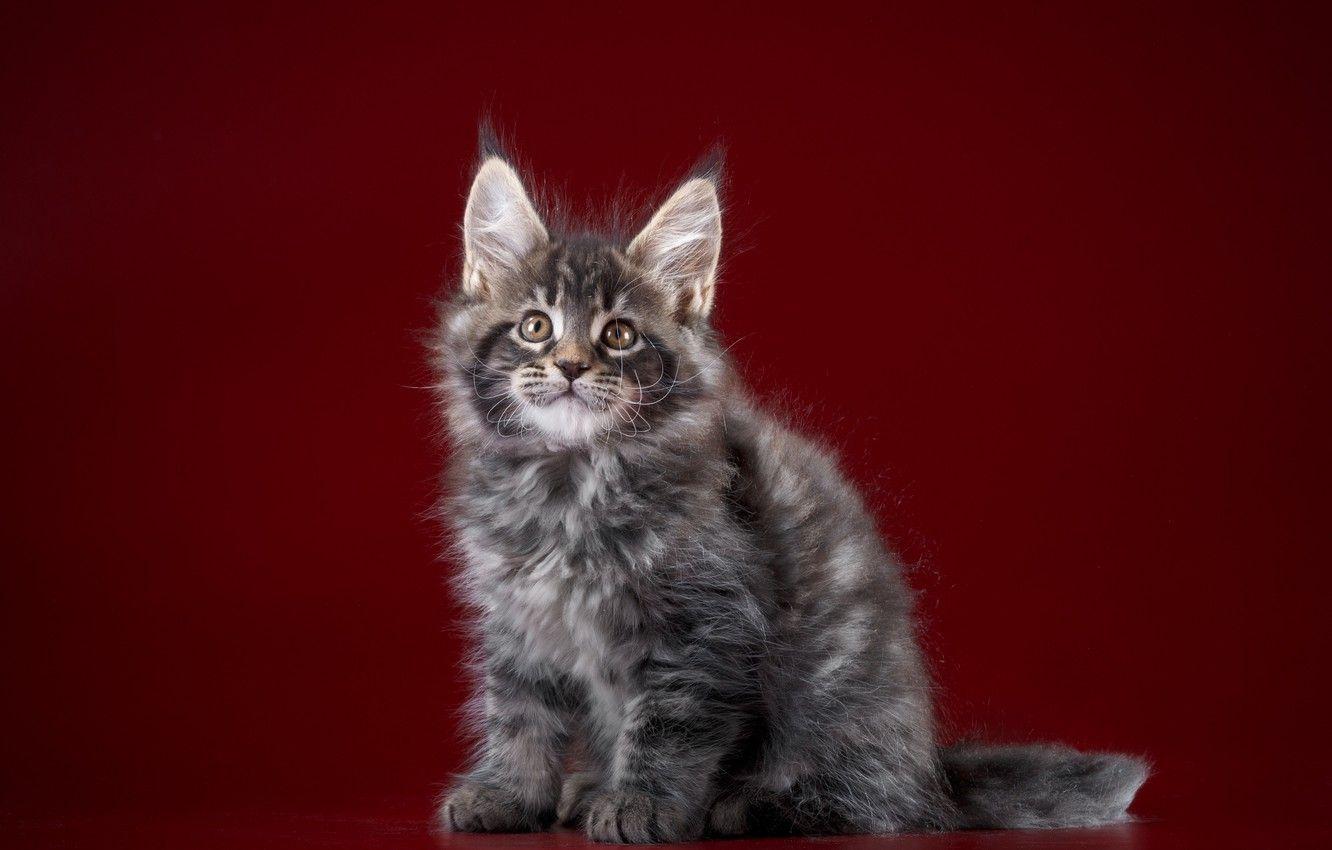 1332x850 Wallpaper animals, background, Cat, Color, Maine Coon image for desktop, section кошки