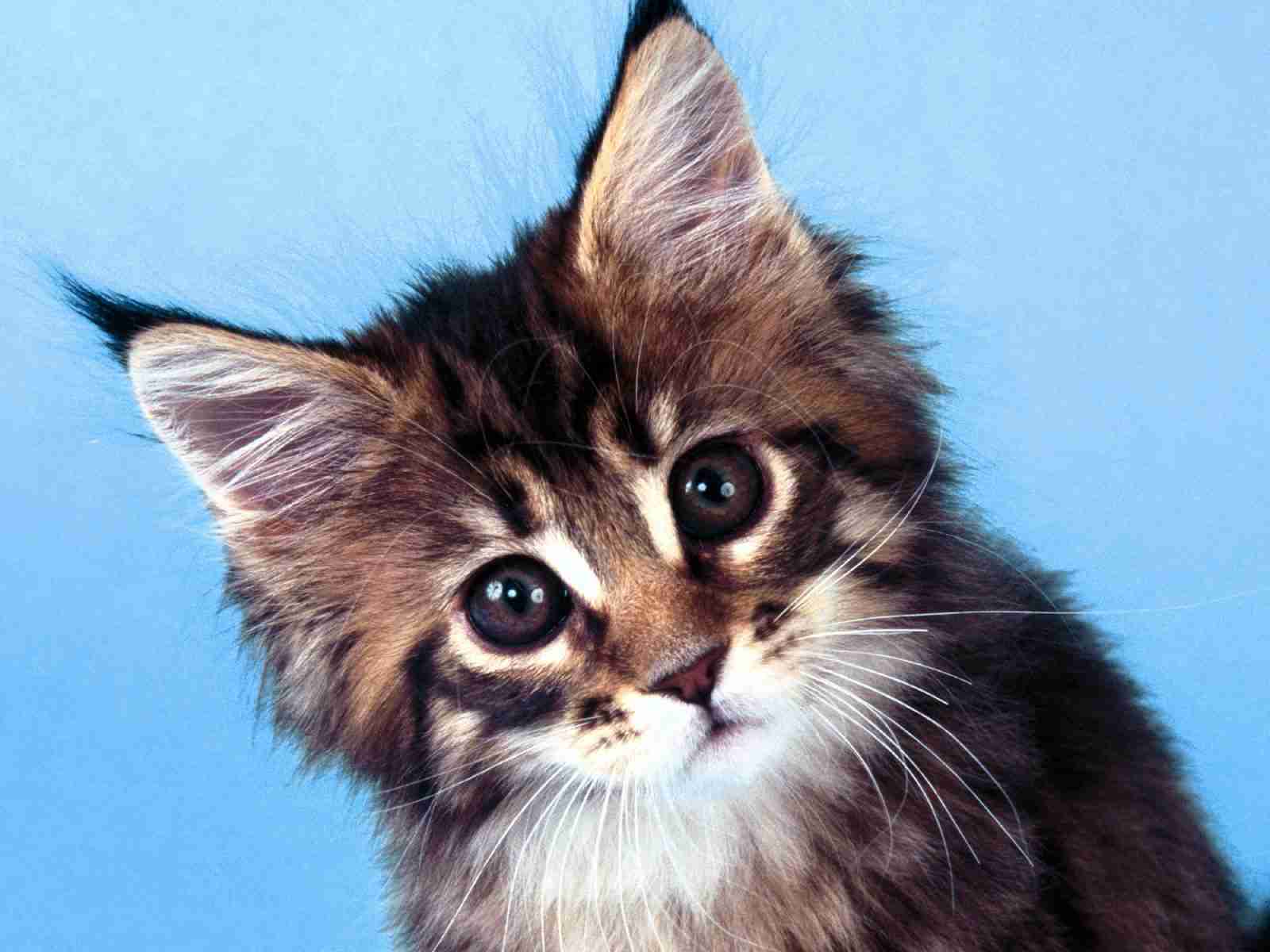 1600x1200 Fun Animals Wiki, Videos, Picture, Stories: Best Main Coon Cat Wallpaper