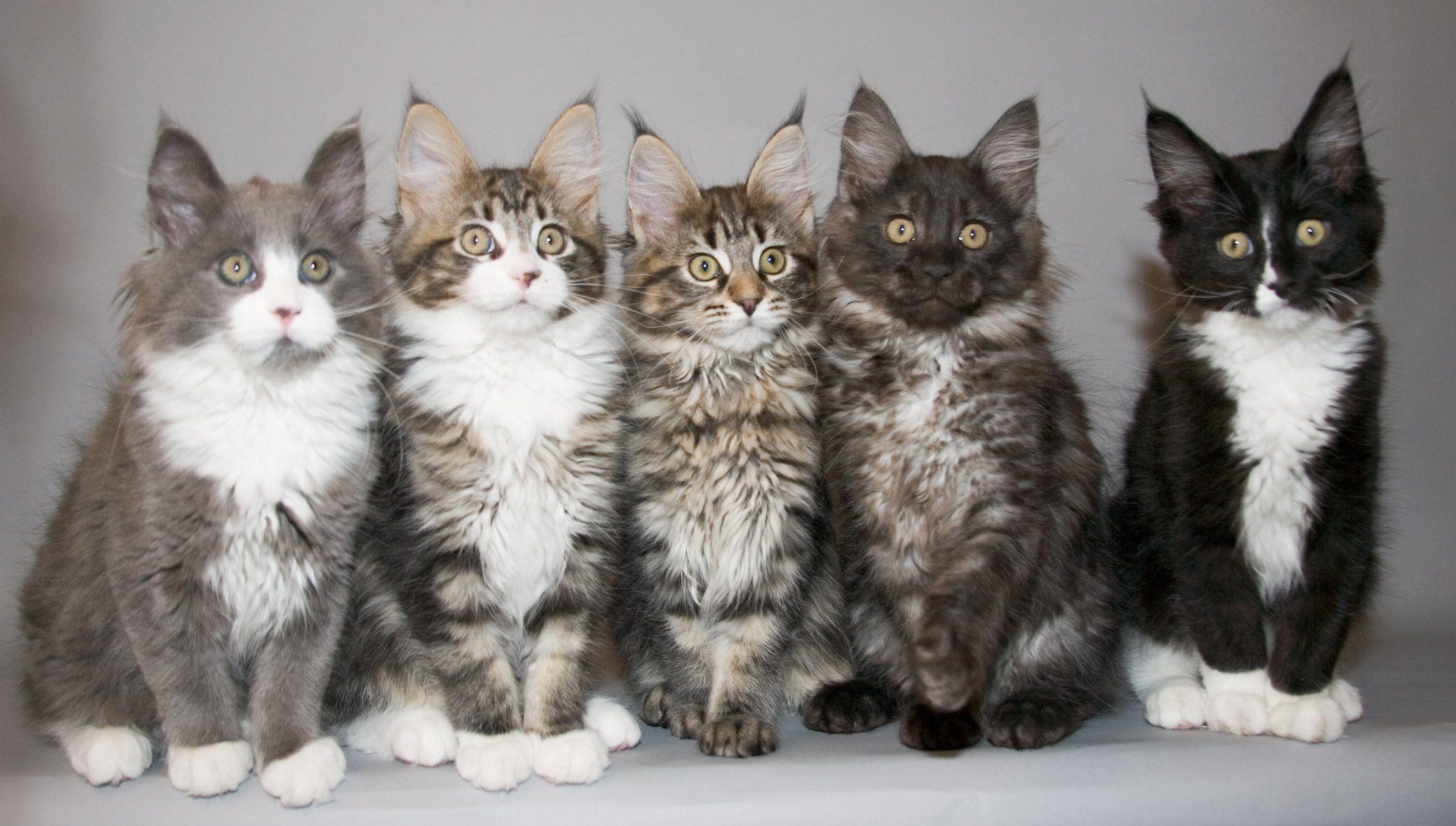 2292x1301 Maine Coon cats portrait photo and wallpaper. Beautiful Maine Coon cats portrait picture