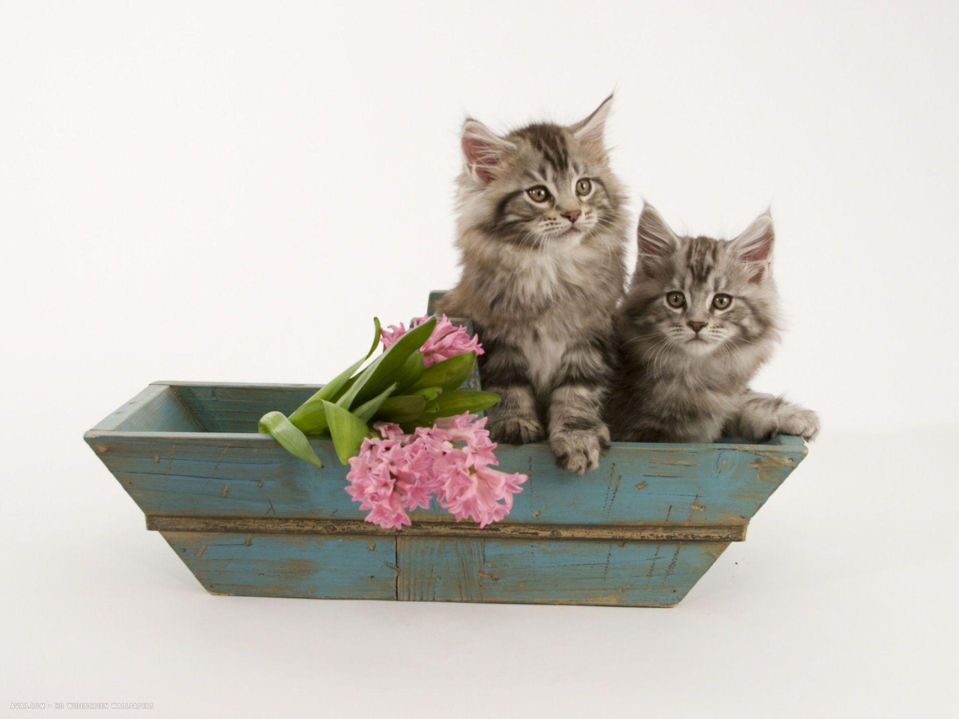 1920x1440 cat wallpaper maine coon. maine coon cat HD widescreen wallpaper