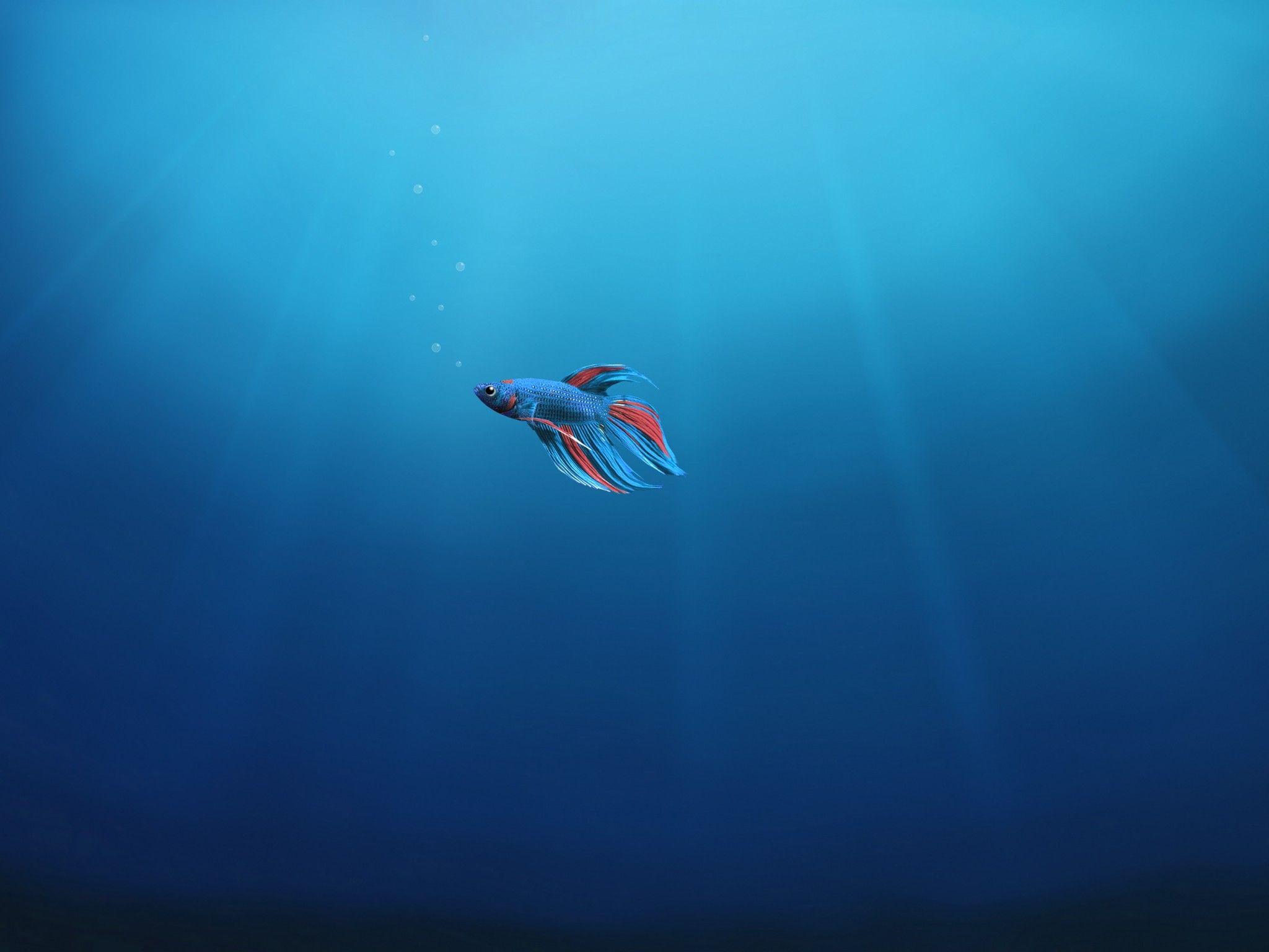 2048x1536 Wallpaper Fish, Alone, Underwater, Windows 4K, Photography,. Wallpaper for iPhone, Android, Mobile and Desktop