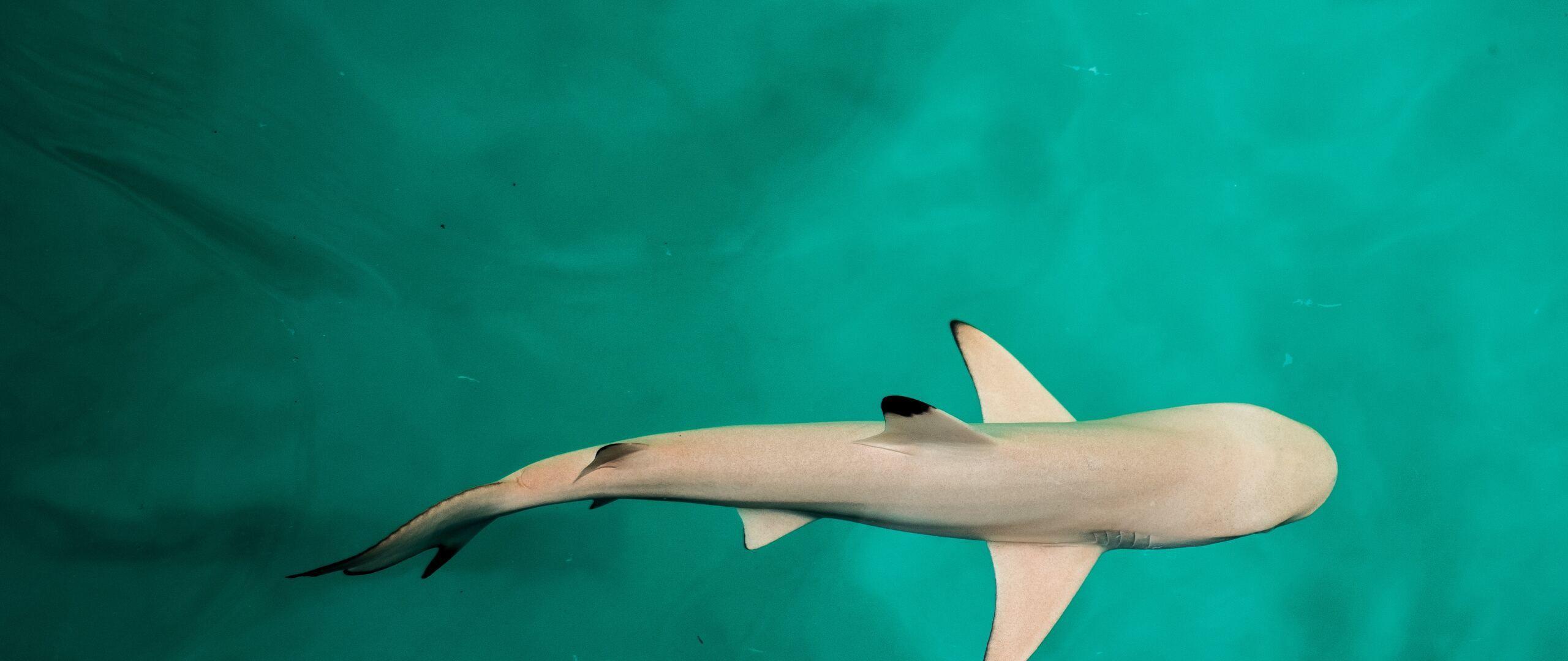2560x1080 Baby Shark 4k 2560x1080 Resolution HD 4k Wallpaper, Image, Background, Photo and Picture