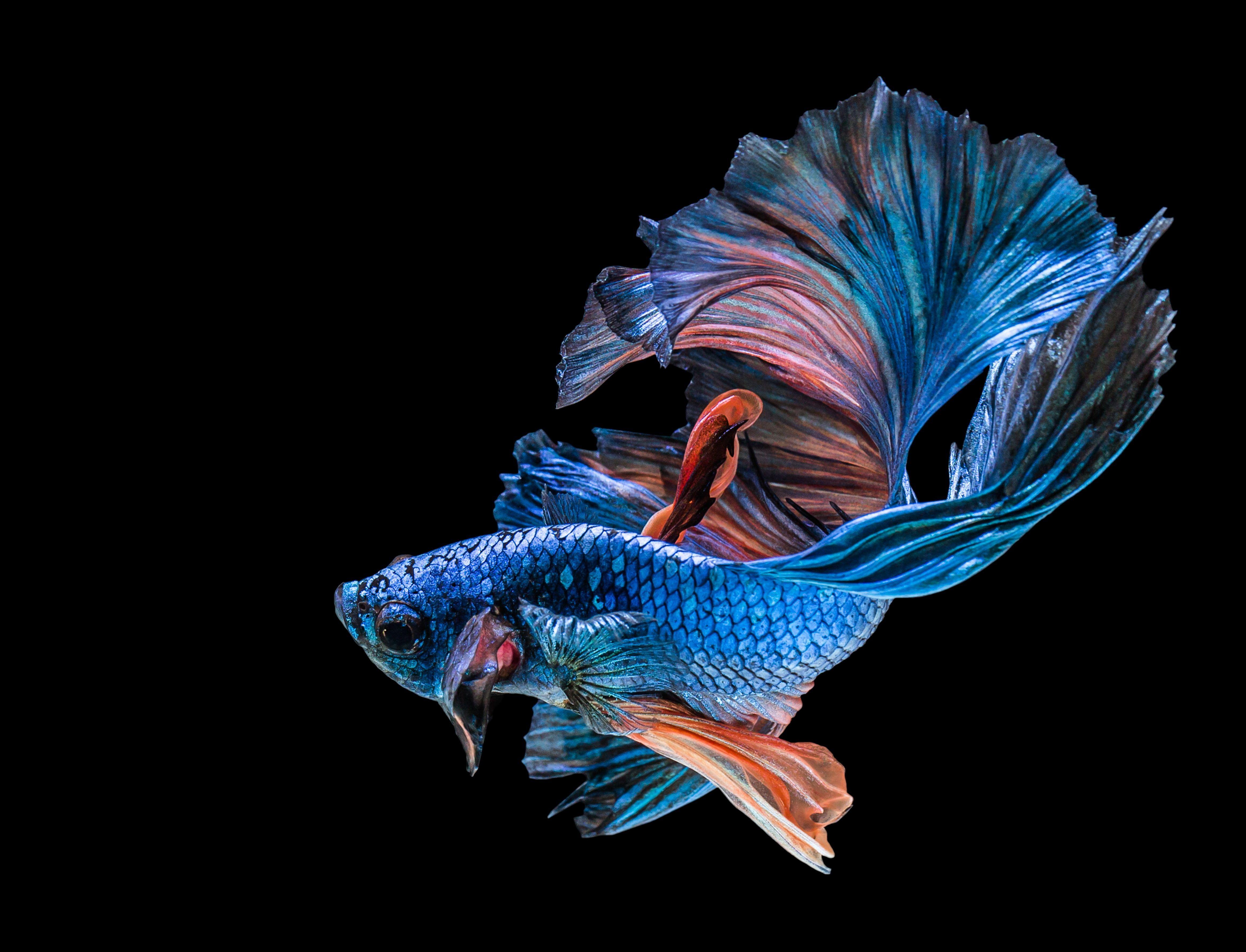 sea fish wallpaper 4k - 4K Fish Wallpapers - Top Free 4K Fish
Backgrounds - WallpaperAccess