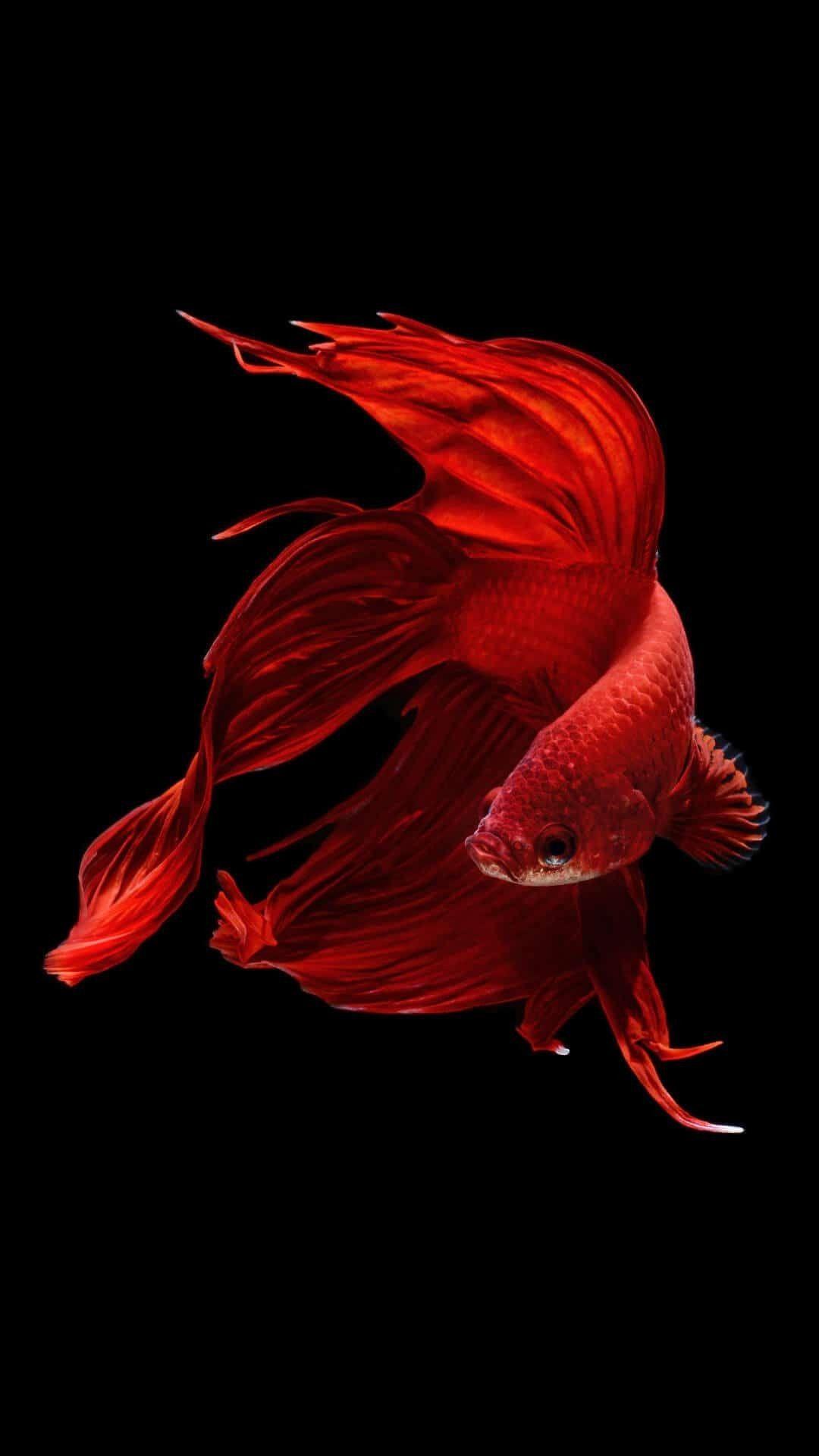 1080x1920 Hd Fish Wallpaper For Mobile