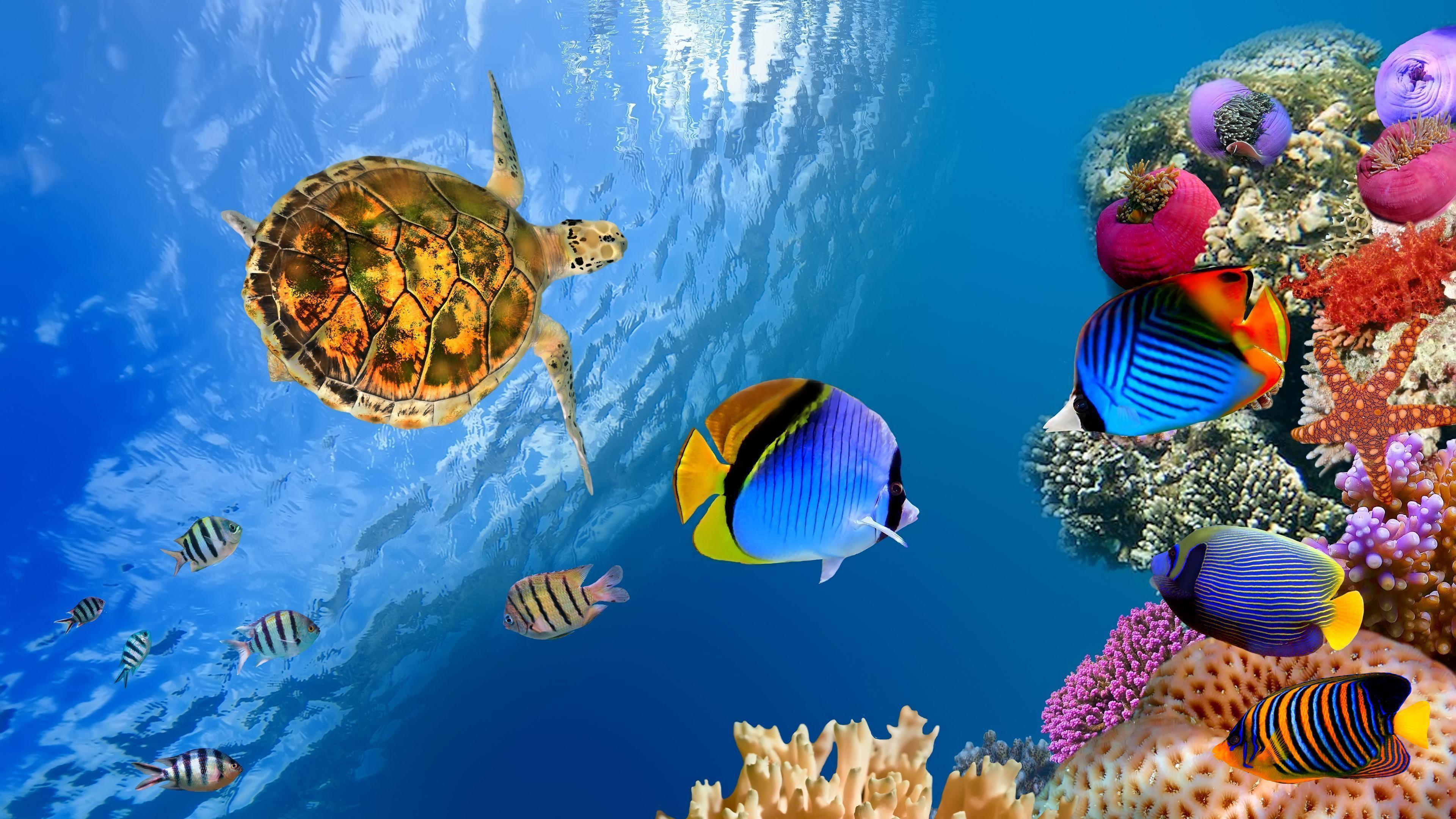 4K Fish Wallpapers - Top Free 4K Fish Backgrounds - WallpaperAccess