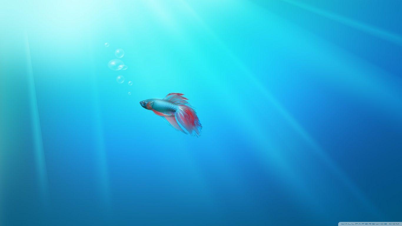 1366x768 Windows Seven Fish Ultra HD Desktop Background Wallpaper for 4K UHD TV : Widescreen & UltraWide Desktop & Laptop