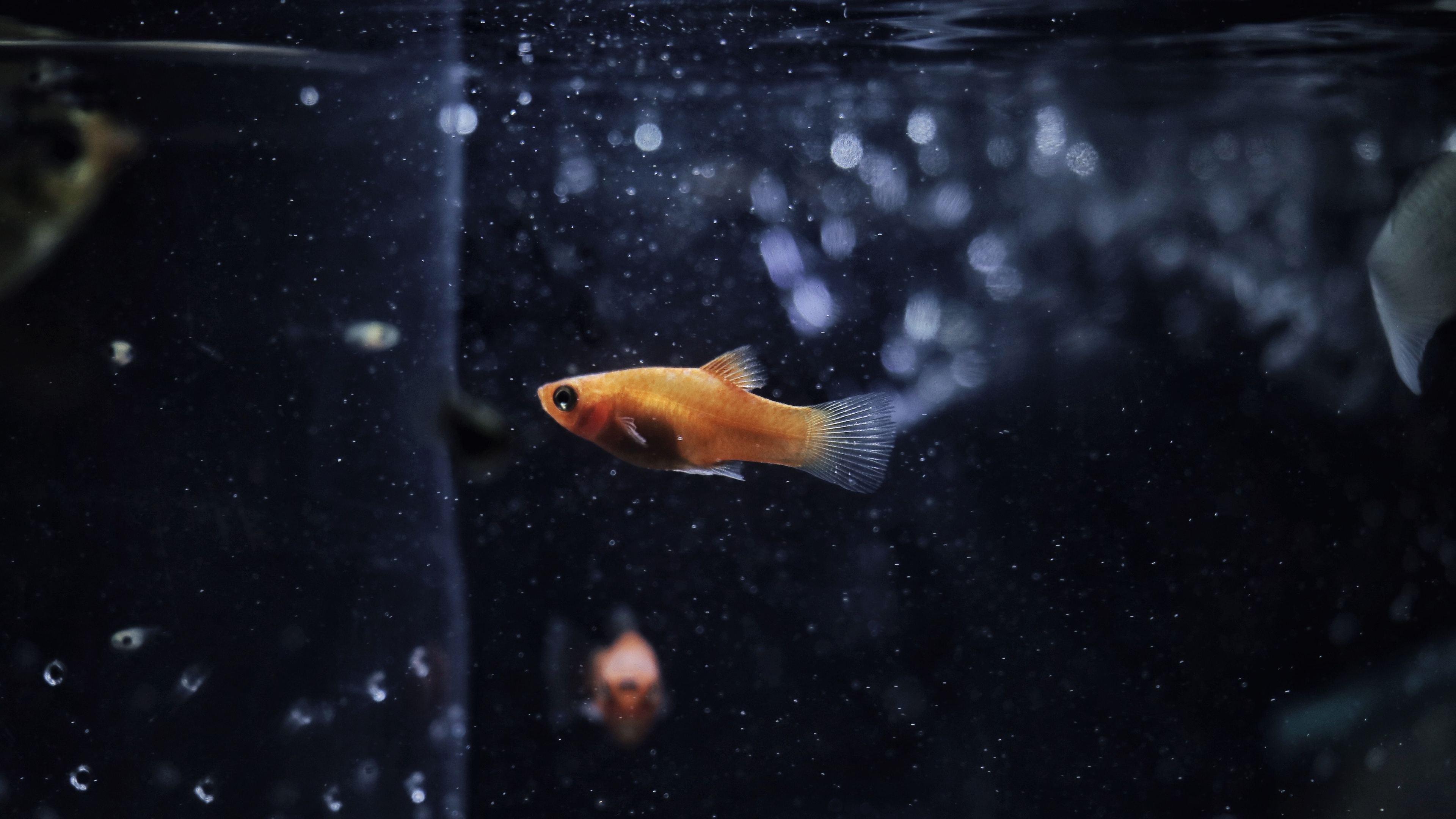 3840x2160 Wallpaper 4k Goldfish 4k 4k Wallpaper, Animals Wallpaper, Fish Wallpaper, Goldfish Wallpaper, Hd Wallpaper