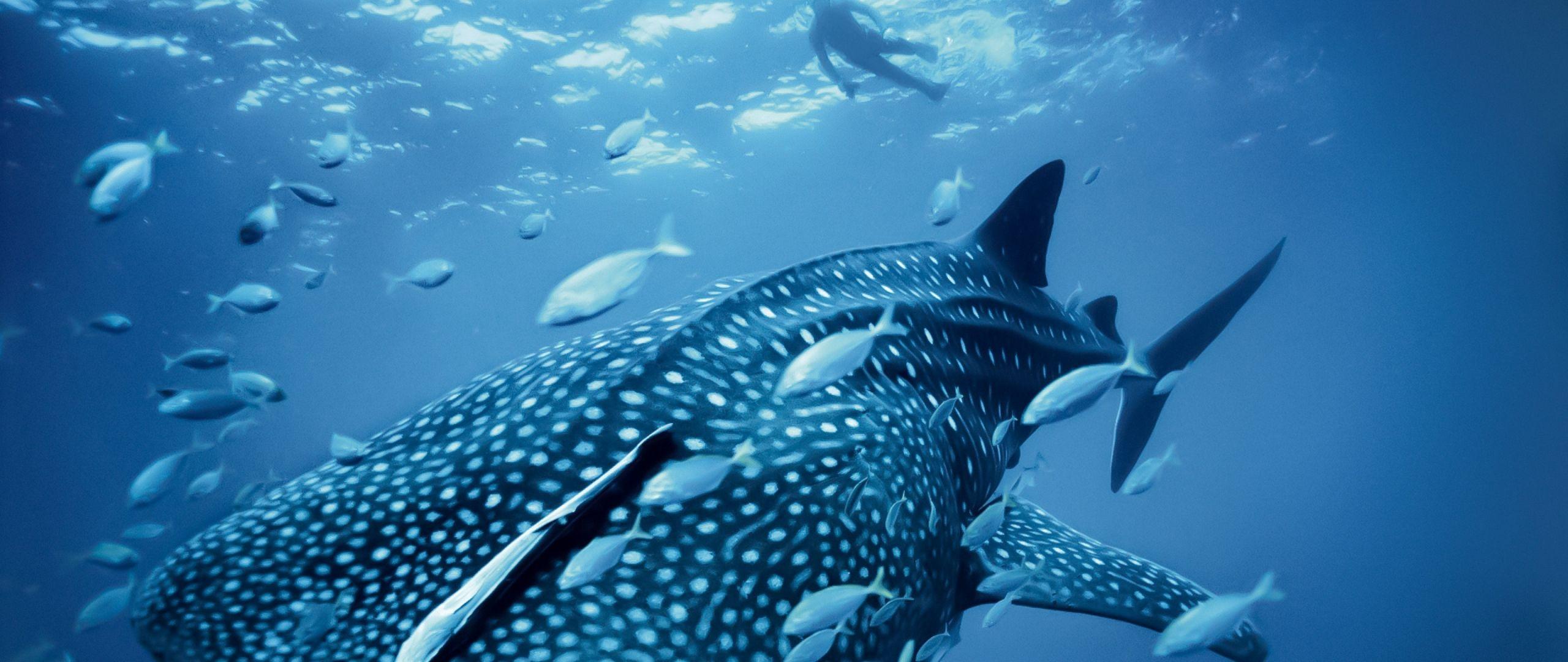 2560x1080 Download Whale shark, Palau, Philippines, diving, tourism, travel Dual Wide display 1080p wallpaper 2560x1080