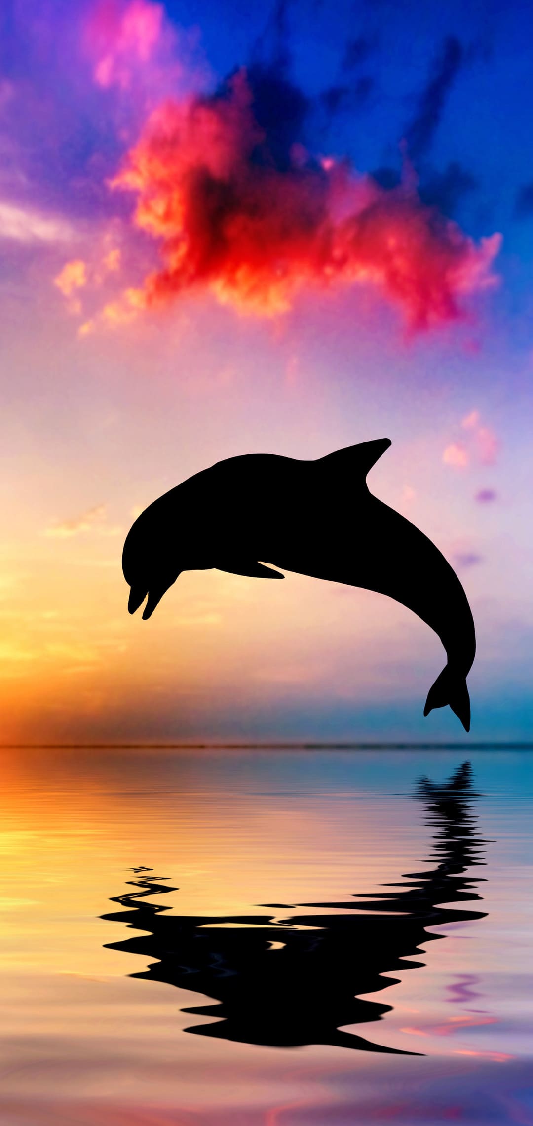 1080x2280 Fish Wallpaper -k Background Download