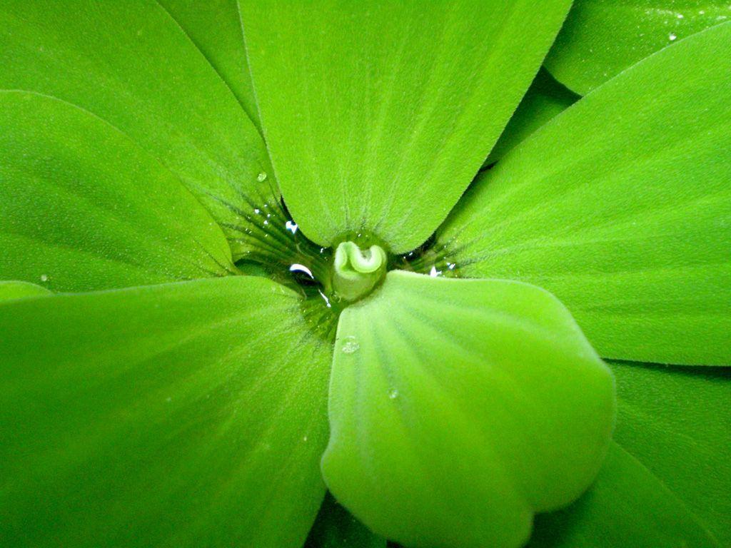 1024x768 Green. HD Wallpaper 1024x768 Nature green fullscreen HD widescreen. Green scenery, Green wallpaper, Green nature