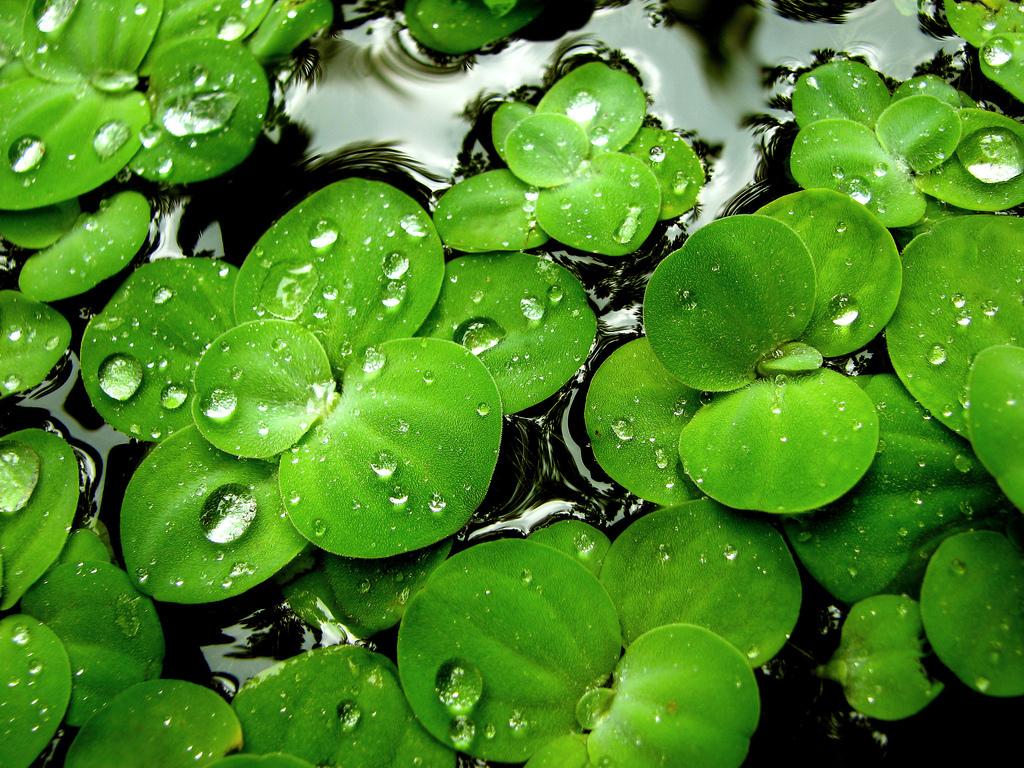 1024x768 HD Green Wallpaper (1024x 0.62 Mb)