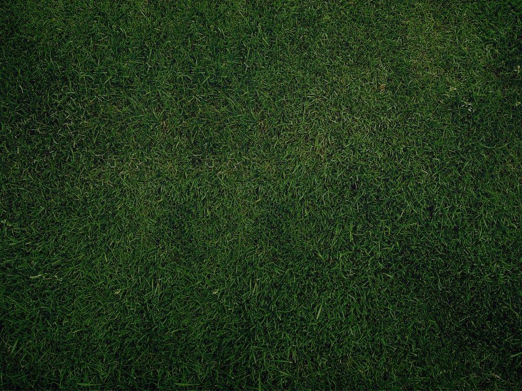 1024x768 Green Grass Background desktop PC and Mac wallpaper