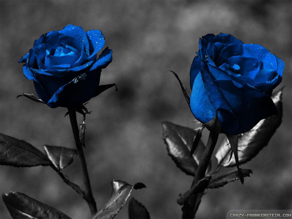 1024x768 Blue Rose Wallpaper 1024x
