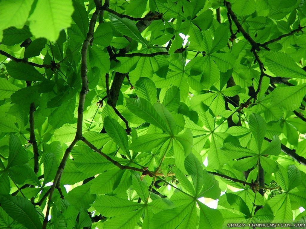 1024x768 Spring Trees wallpaper