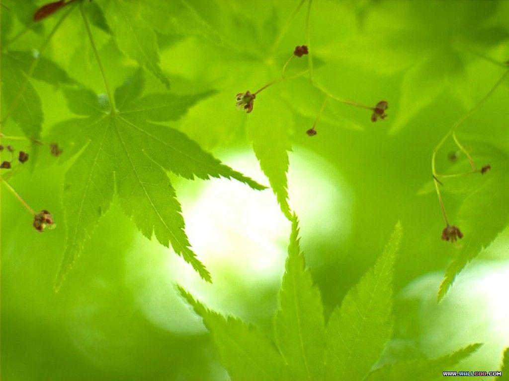 1024x768 Lush Summer wallpaper green nature wallpaper 1024x768 NO.9 Desktop Wallpaper