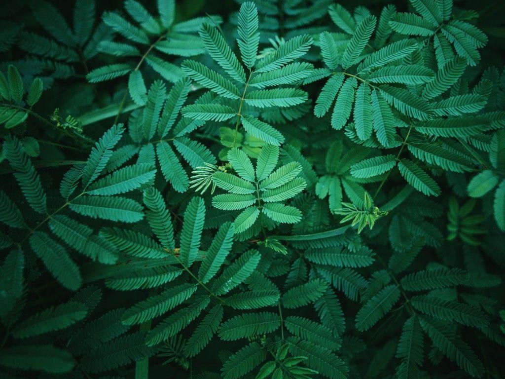 1024x768 Leaves 4K Wallpaper, Green, Spring, 5K, Nature