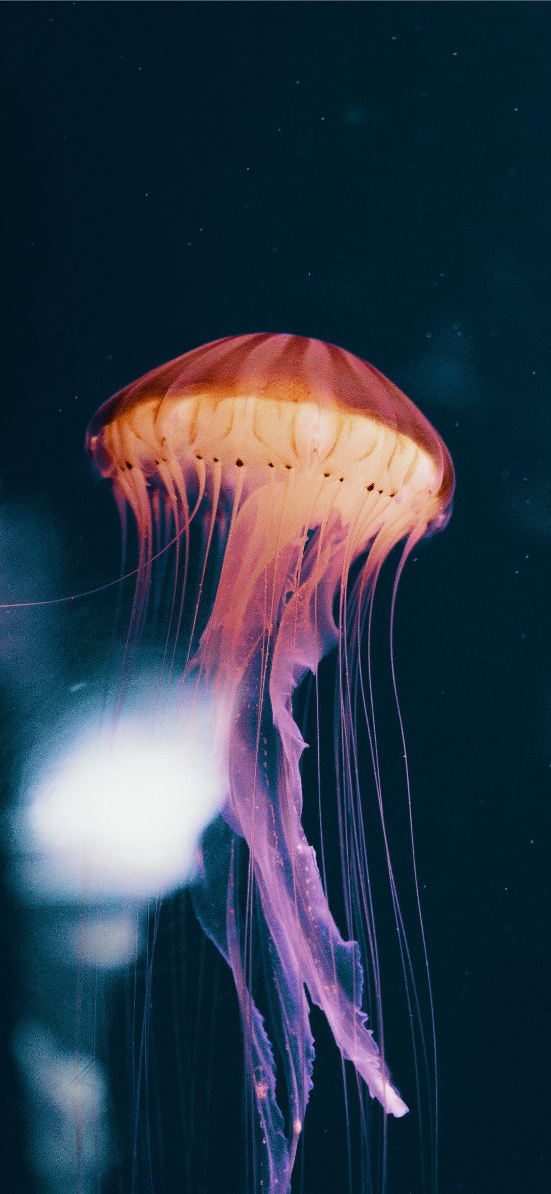 1125x2436 Best Animal iPhone 11 HD Wallpaper